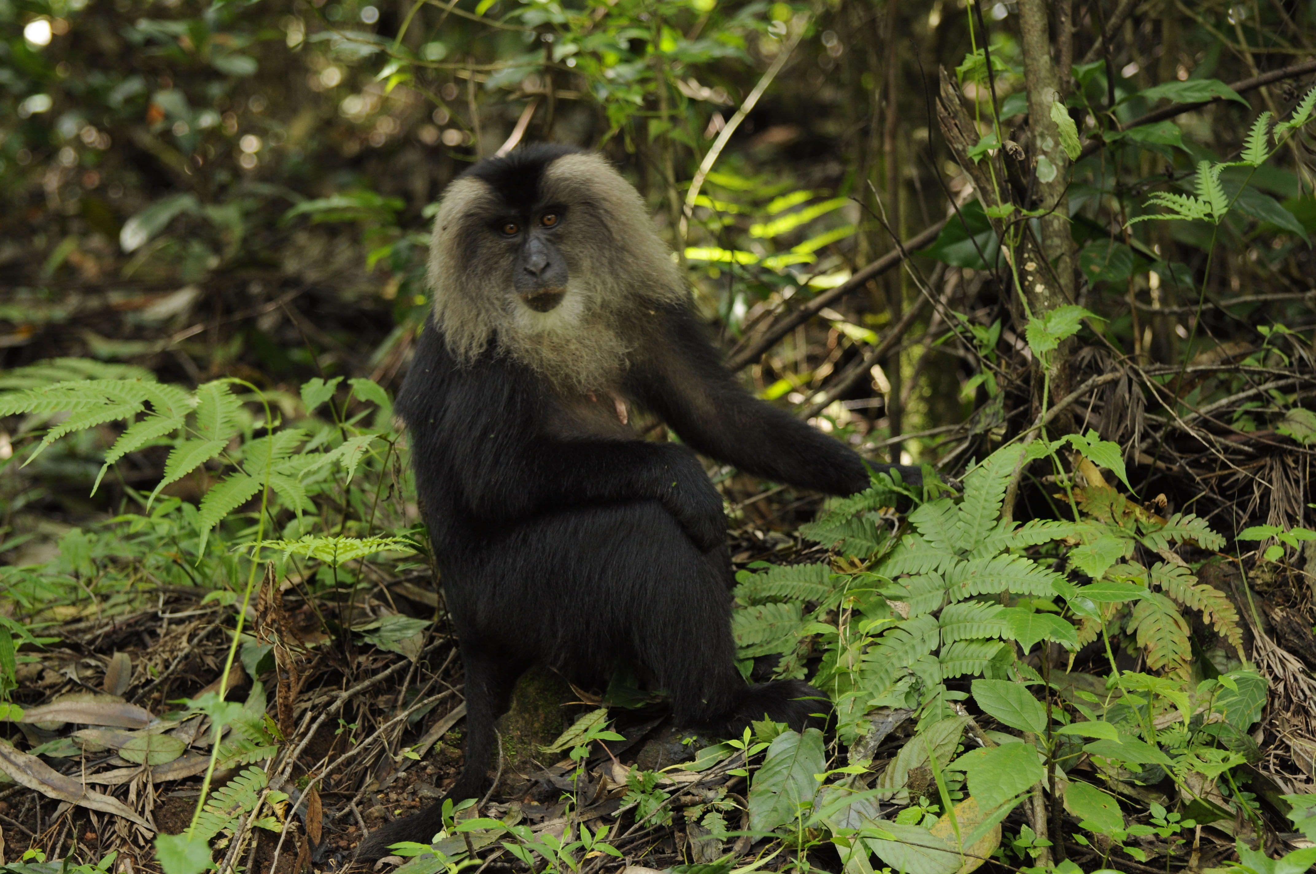 one animal, lion tailed macaque, plant, animals in the wild, outdoors, tropical rainforest, primate, no people, 4K, vertebrate, forest, tree, nature, wildlife, HD Wallpaper