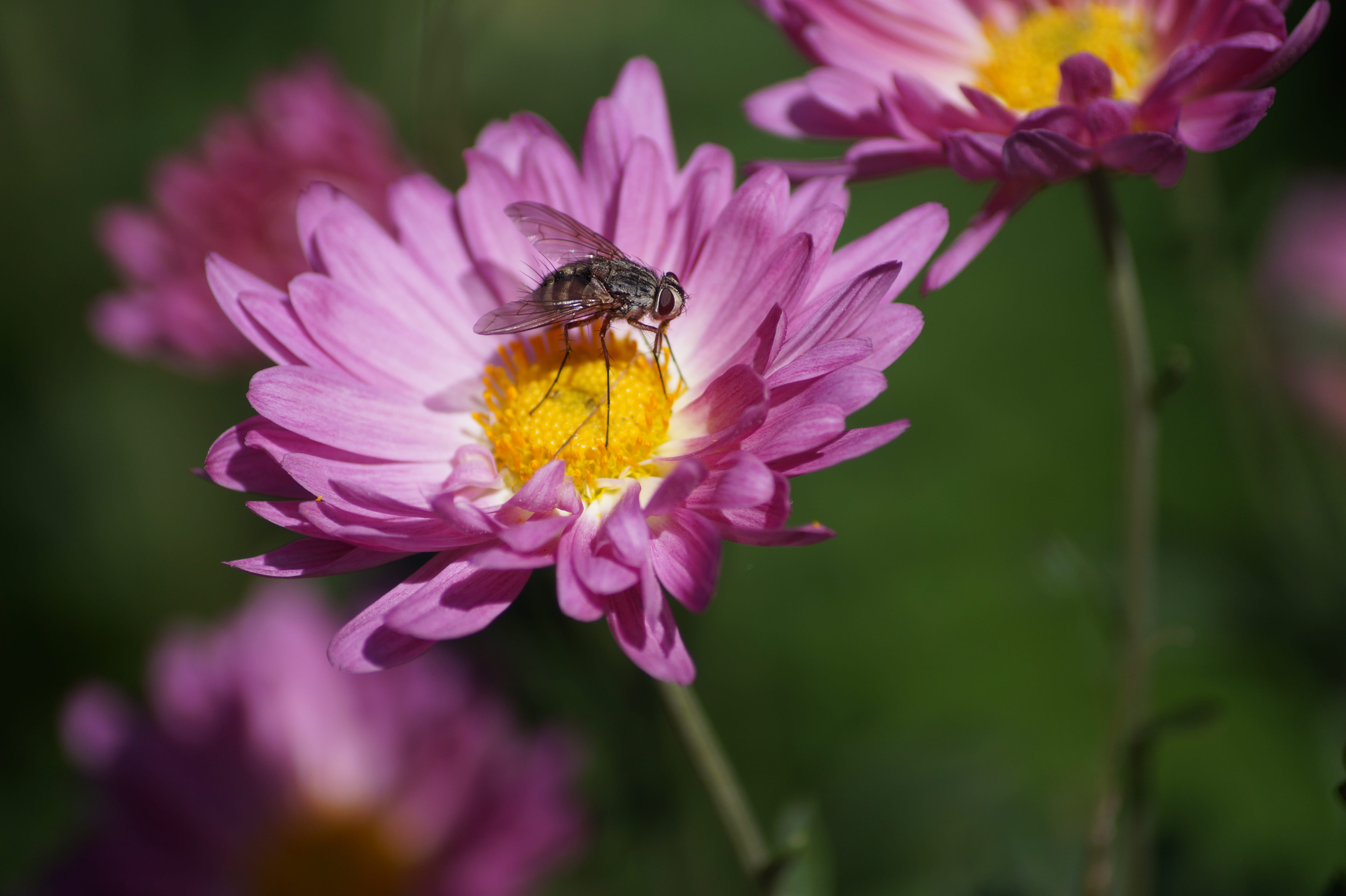 animals in the wild, pink color, ooty, daylight, petal, beauty in nature, fragility, forest, india, flower head, inflorescence, avalachi, flowering plant, HD Wallpaper