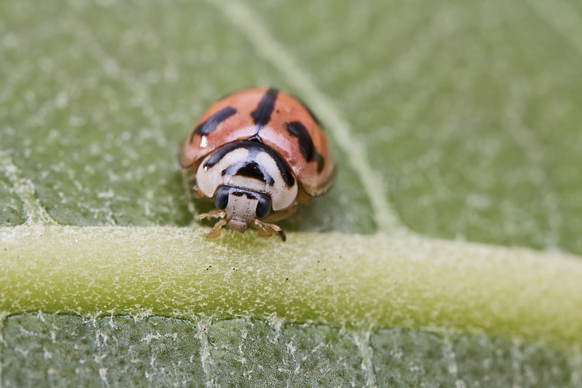 Macro, II, Extension tube, Coccinellidae, green leaf, insect, suresh, nature, India, Coccinellinae, Tamron, Red, Ladybug, F/2.0, close-up, Ladybird, zigzag, HD Wallpaper