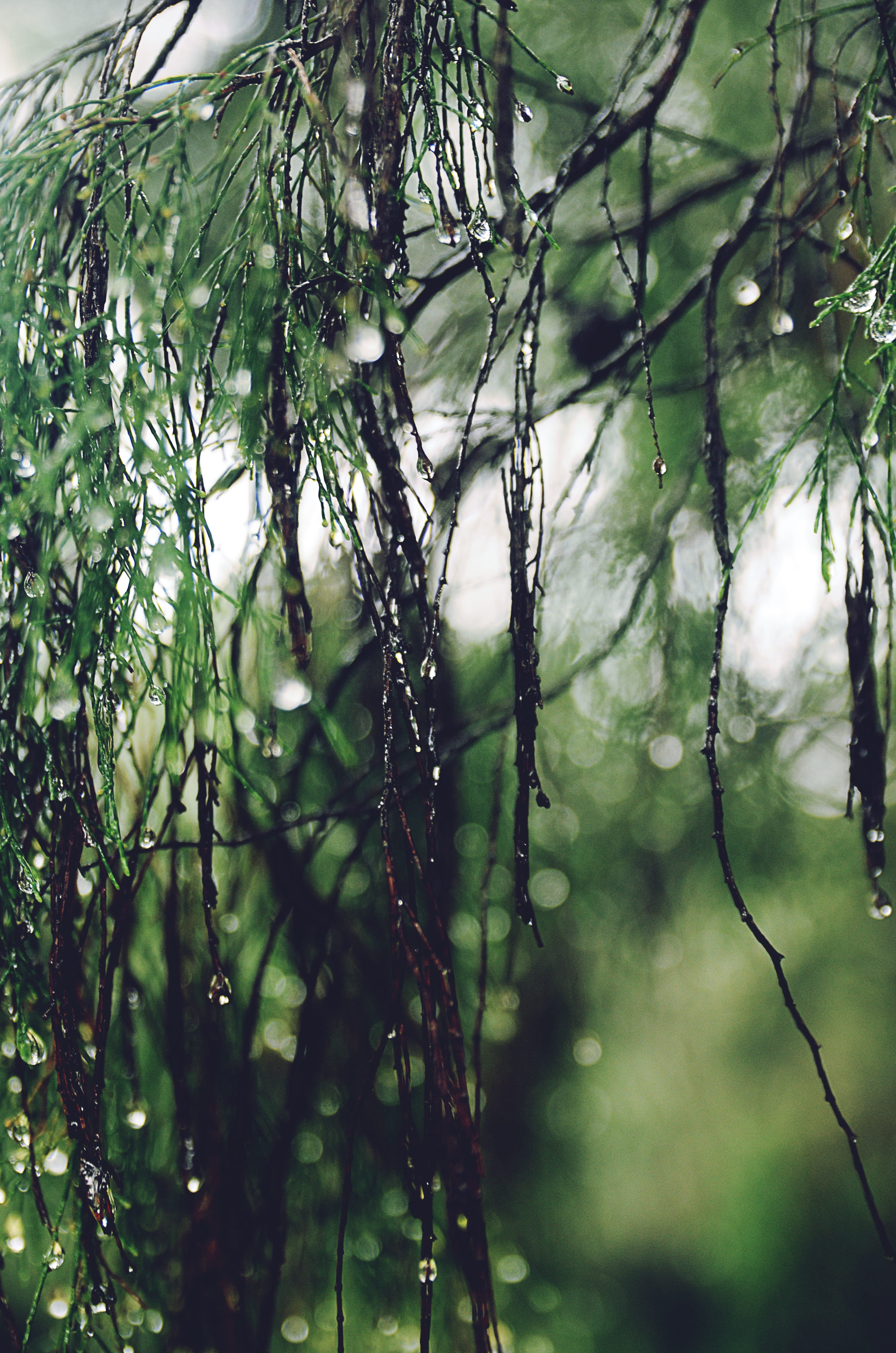 tree, outdoors, tranquility, leaf, beauty in nature, focus on foreground, branch, moisture, india, trees, nature, leaves, green, day, close-up, dreamy, Phone HD Wallpaper