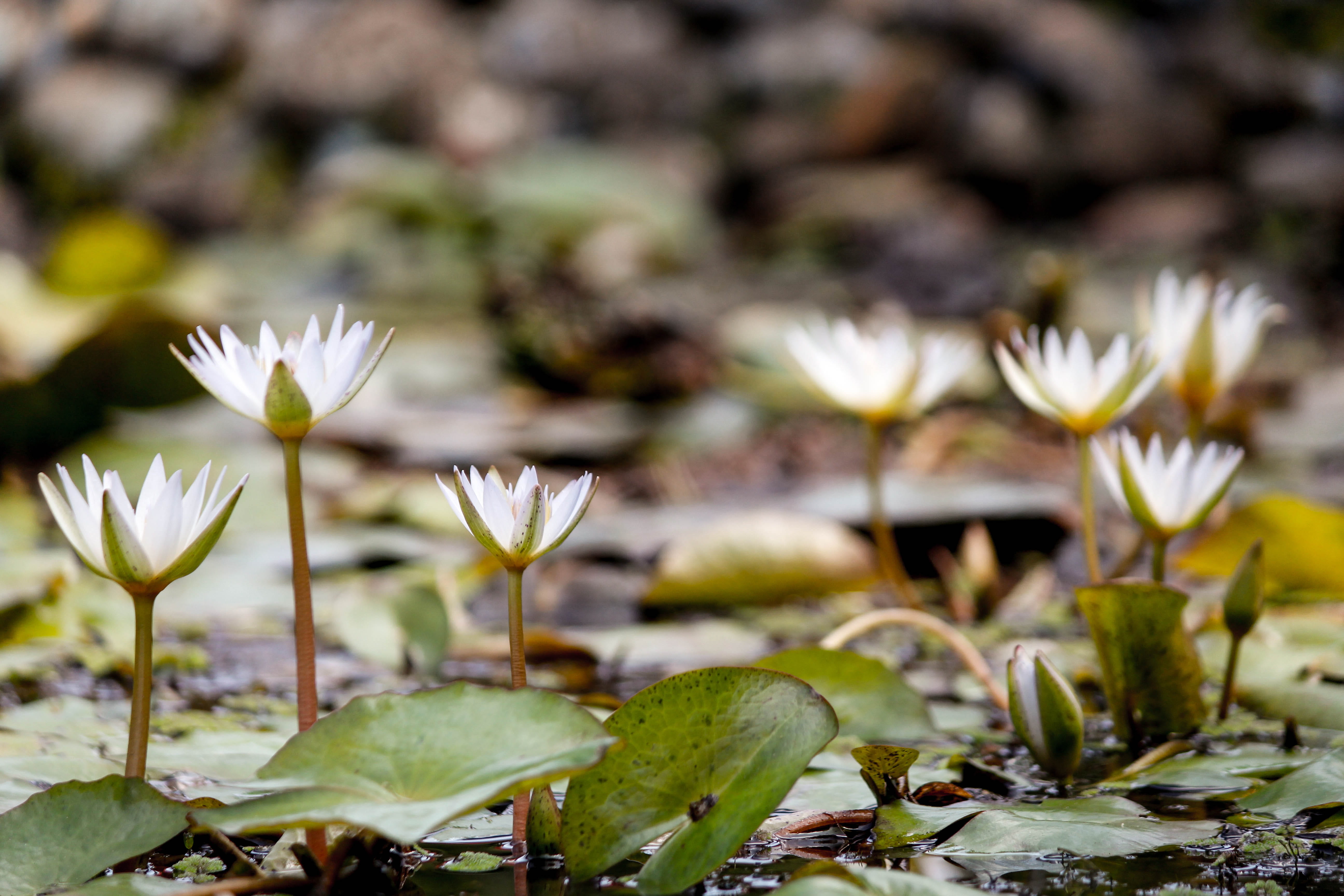 white, flower, pond, focus on foreground, no people, fragility, freshness, flowering plant, floating on water, day, growth, outdoors, water lily, purple, HD Wallpaper