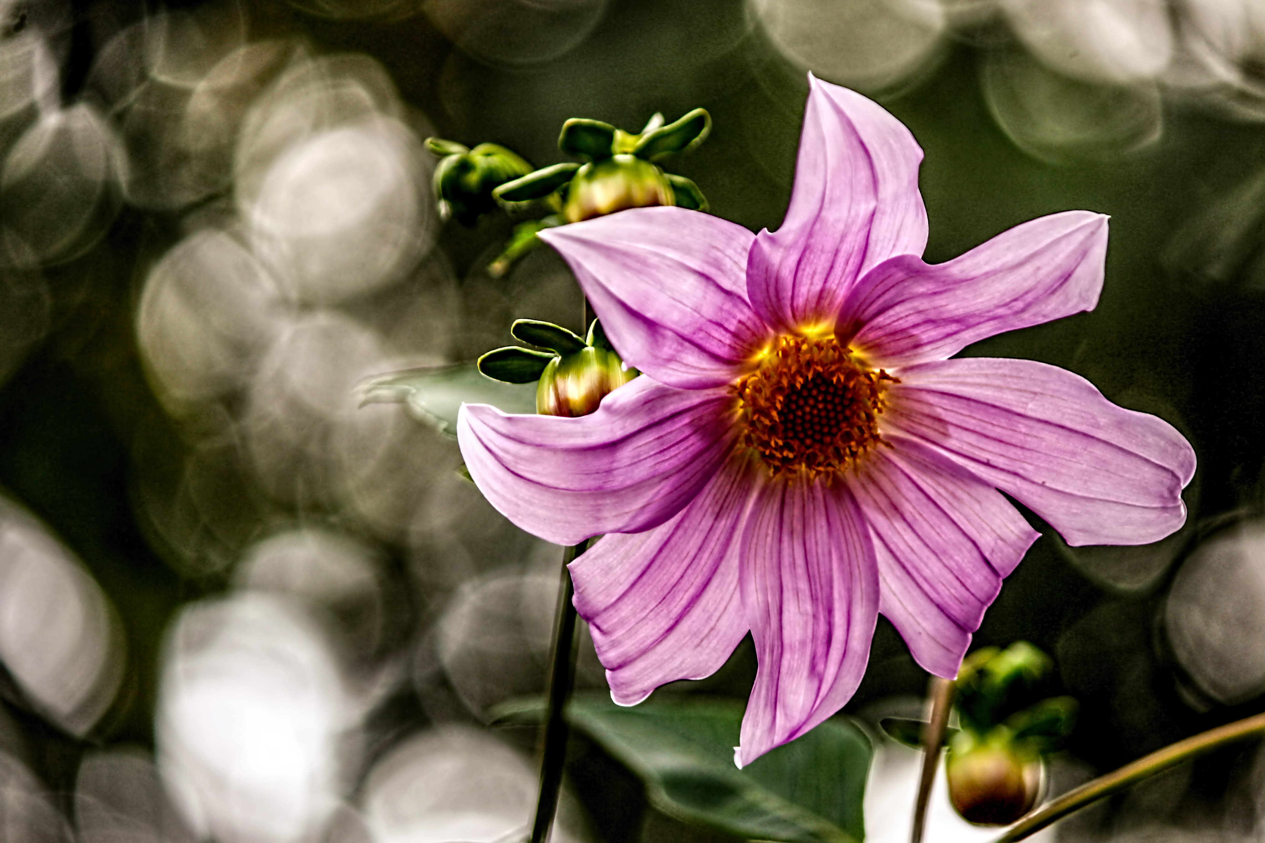 sunlight, nature, light, kodaikanal, beautiful, 4K, bloom, pollen, purple, blossom, wild, outdoors, flowering plant, flower head, focus on foreground, HD Wallpaper
