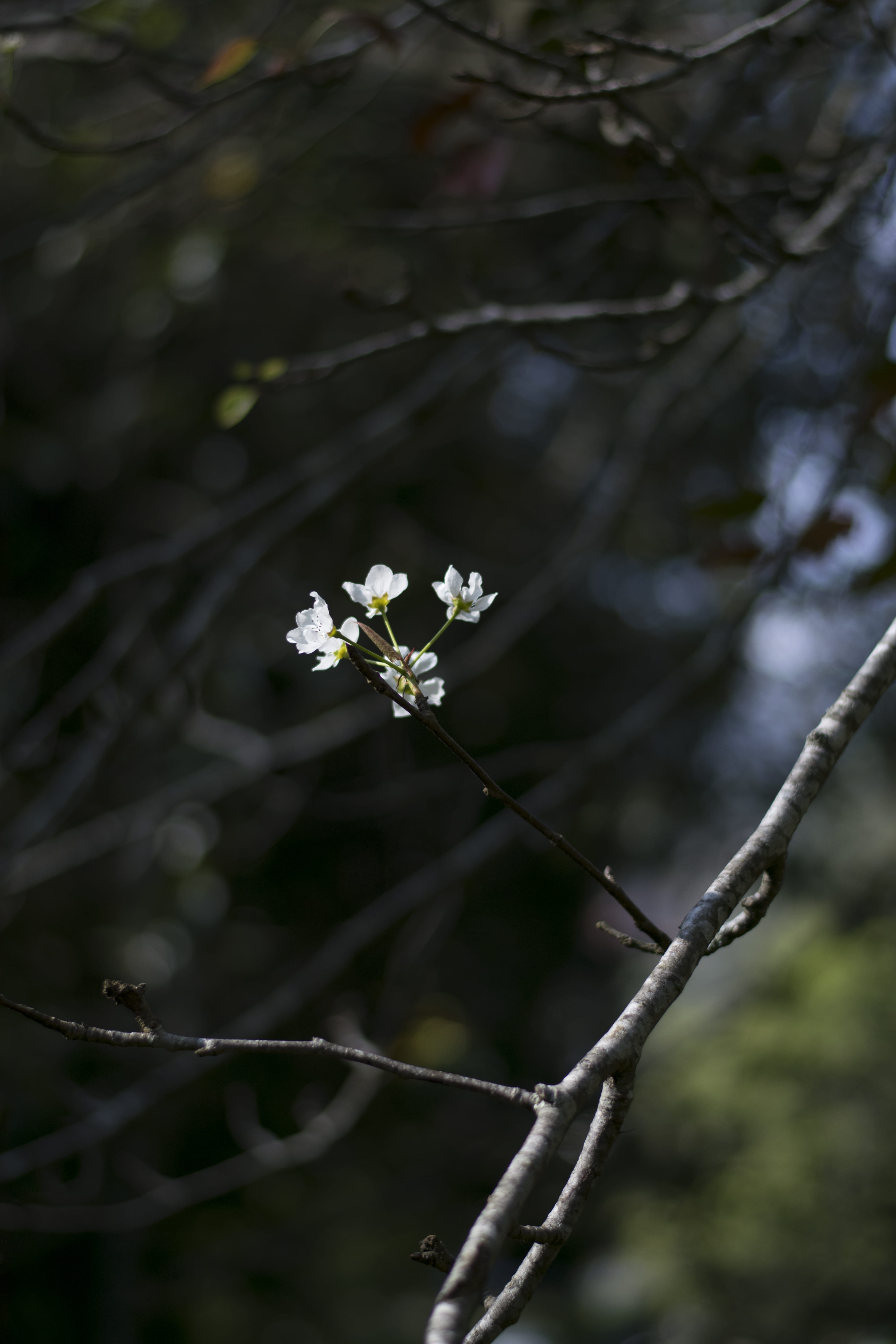 flowering plant, vulnerability, petal, tree, twig, cherry blossom, pine tree forest, bloom, springtime, forest, growth, day, close-up, dark, beauty in nature, Phone HD Wallpaper