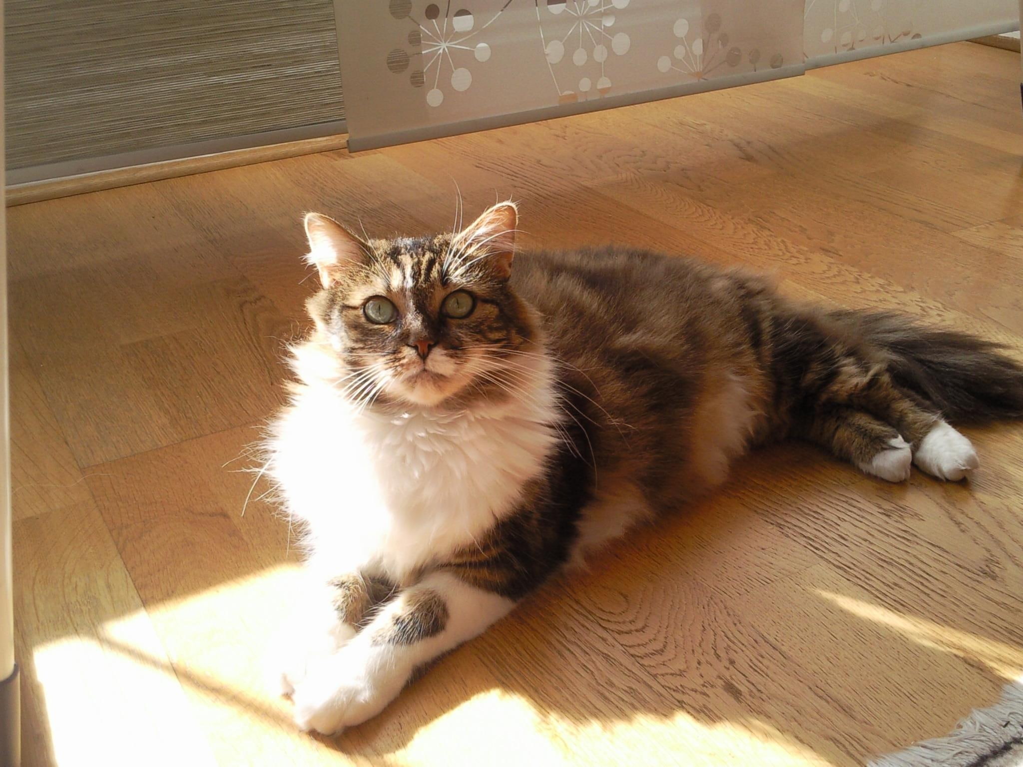 animals, cats, sybelle, au, felin, 1080P, chat, soleil, HD Wallpaper