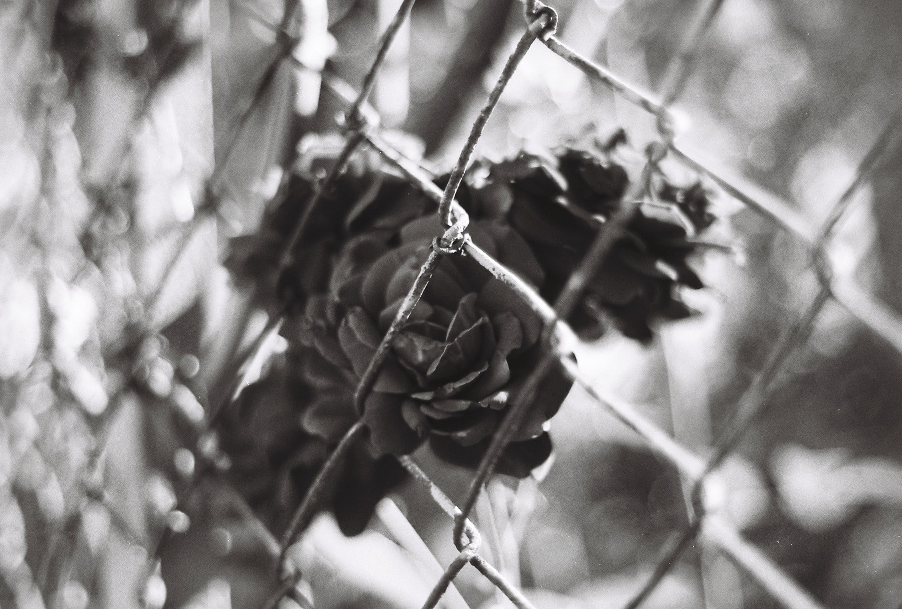 hanging, beauty in nature, outdoors, tree, branch, plant, fence, focus on foreground, growth, plant part, selective focus, leaf, monochrome, chain-link, HD Wallpaper