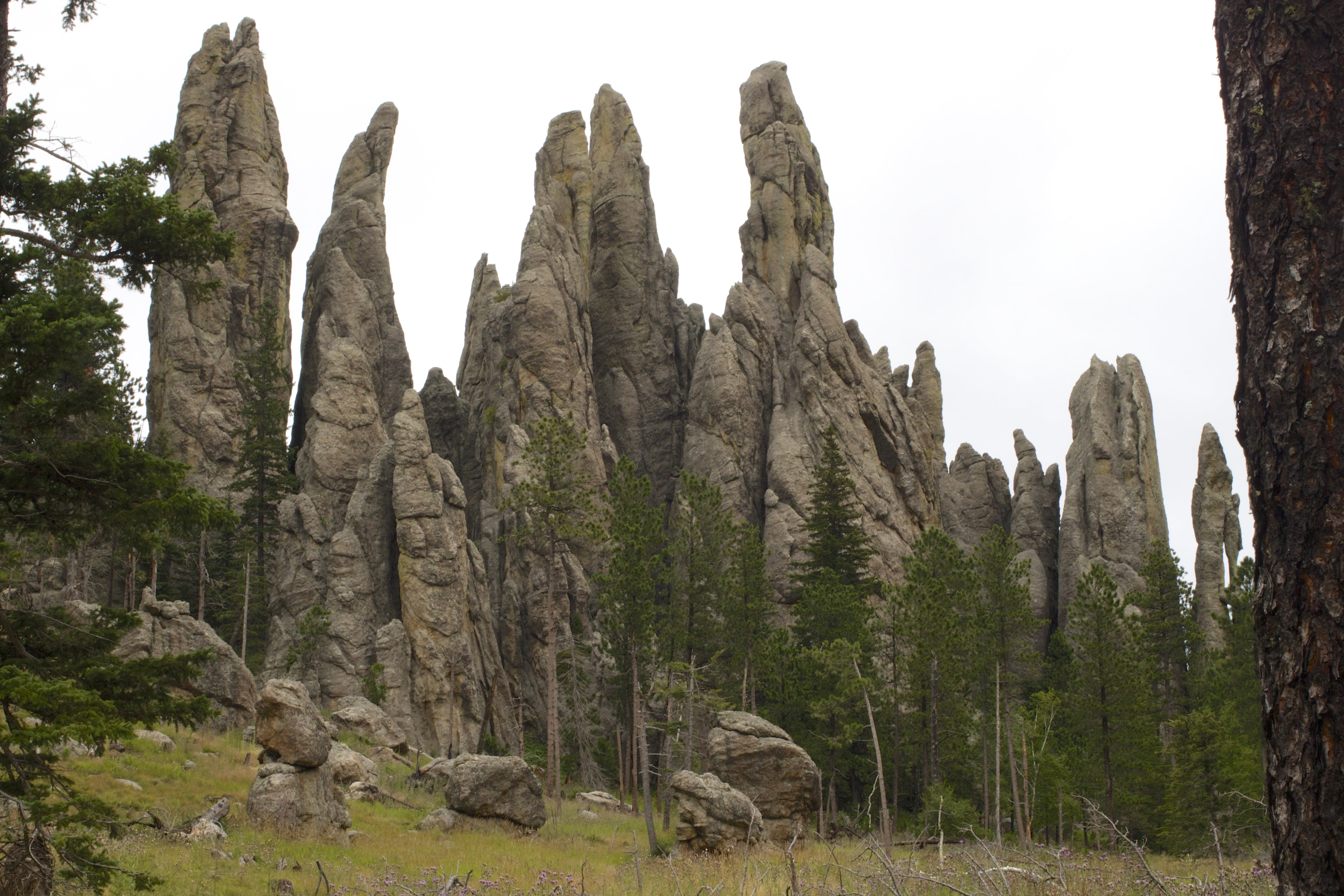 5K, low angle view, forest, non-urban scene, tranquil scene, scenics - nature, needles highway, tree, rock, no people, sky, land, rock - object, solid, HD Wallpaper