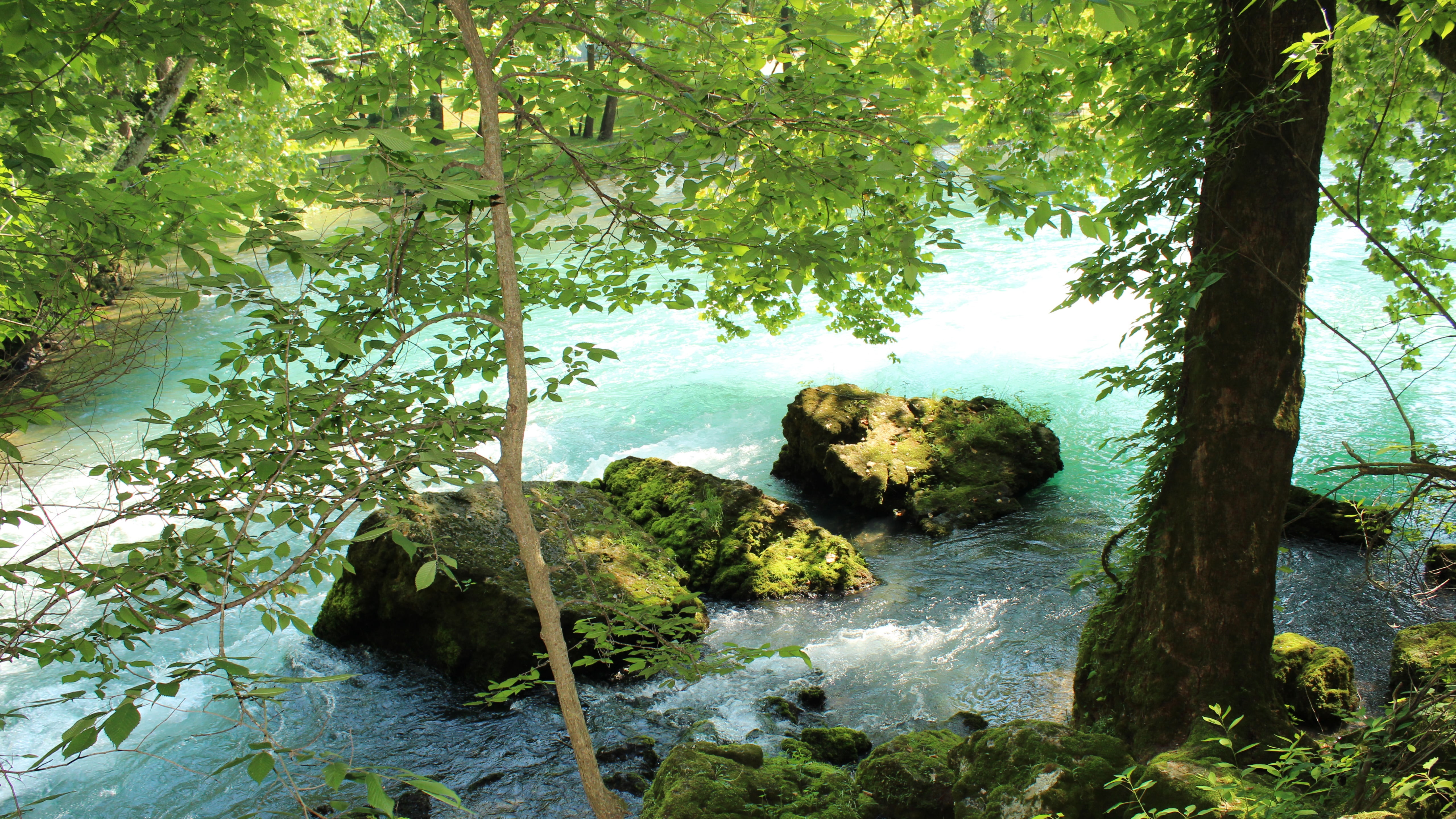 rainforest, state park, big spring, river, growth, green color, tranquility, nature, rock, plant, tranquil scene, day, water, forest, solid, flowing, tree, HD Wallpaper