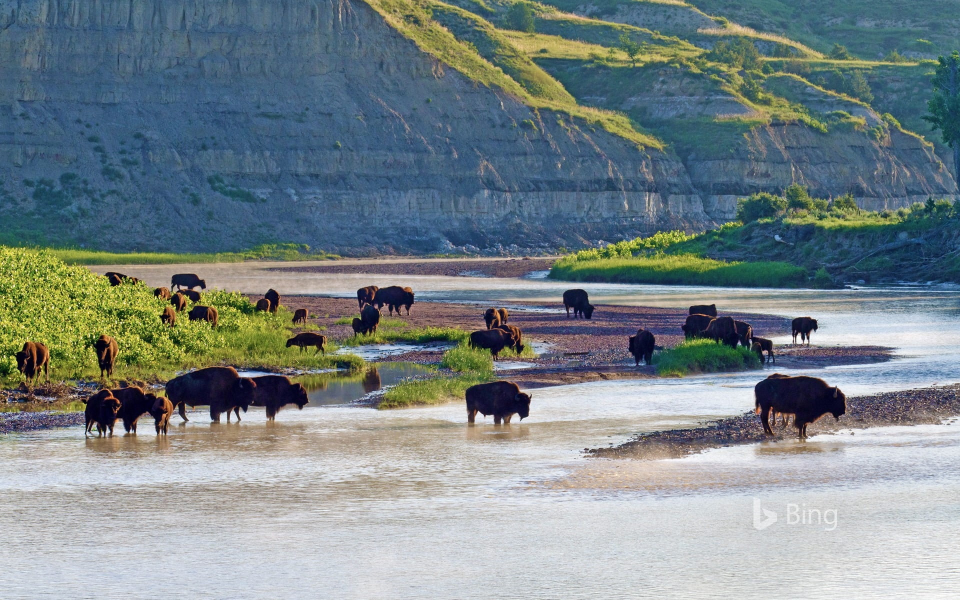 large group of animals, herbivorous, nature, water, animal wildlife, land, outdoors, group of animals, north, des, 1080P, no people, herd, landscape, day, HD Wallpaper