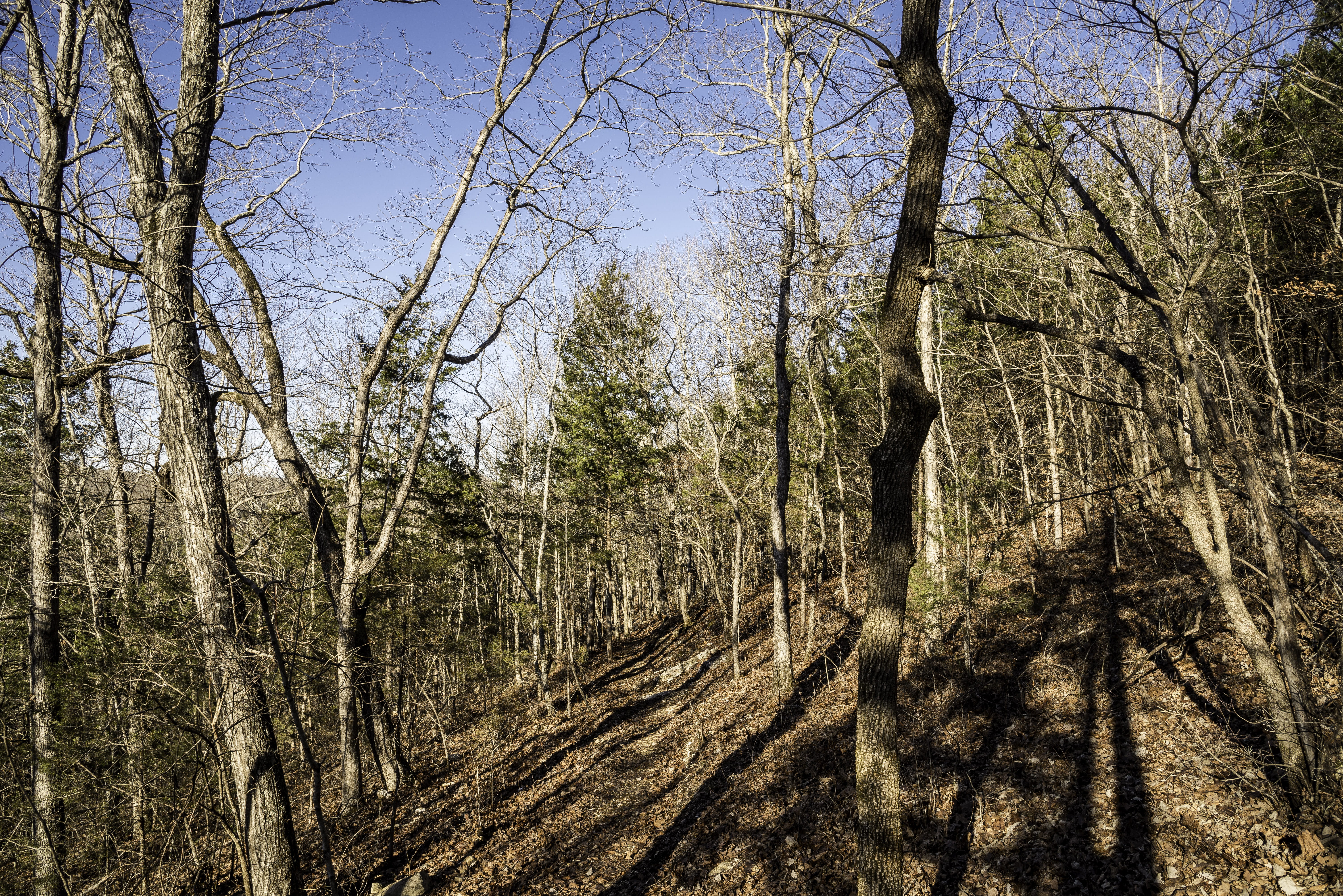 land, river, winter, season, day, Current River, forest, sky, photos, bare tree, tree Trunk, trail, tranquil scene, landscape, beauty in nature, park, Missouri, HD Wallpaper