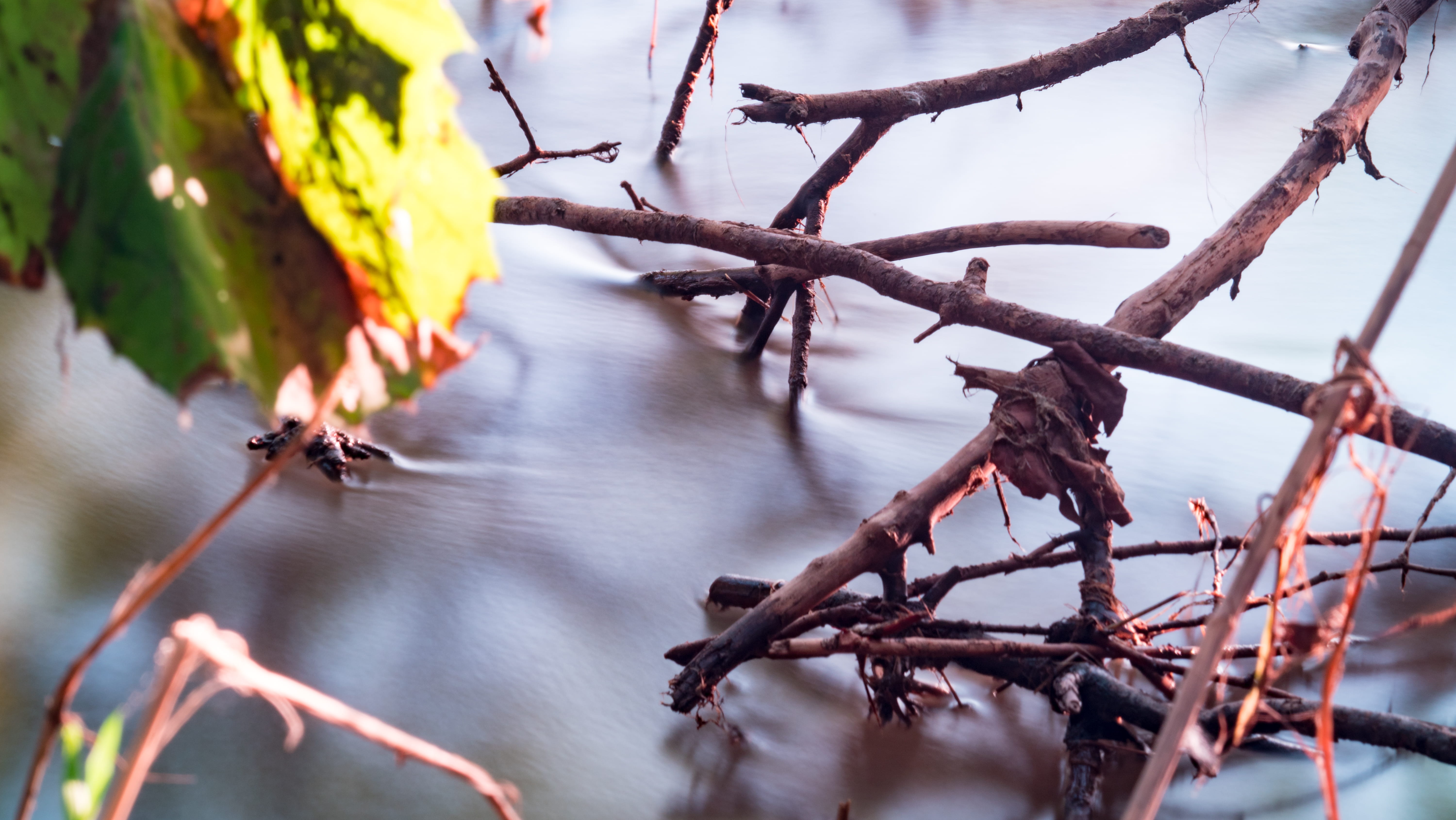 outdoors, day, one animal, plant, animal, long exposure, united states, missouri river, plant part, branch, smooth, animal wildlife, focus on foreground, HD Wallpaper