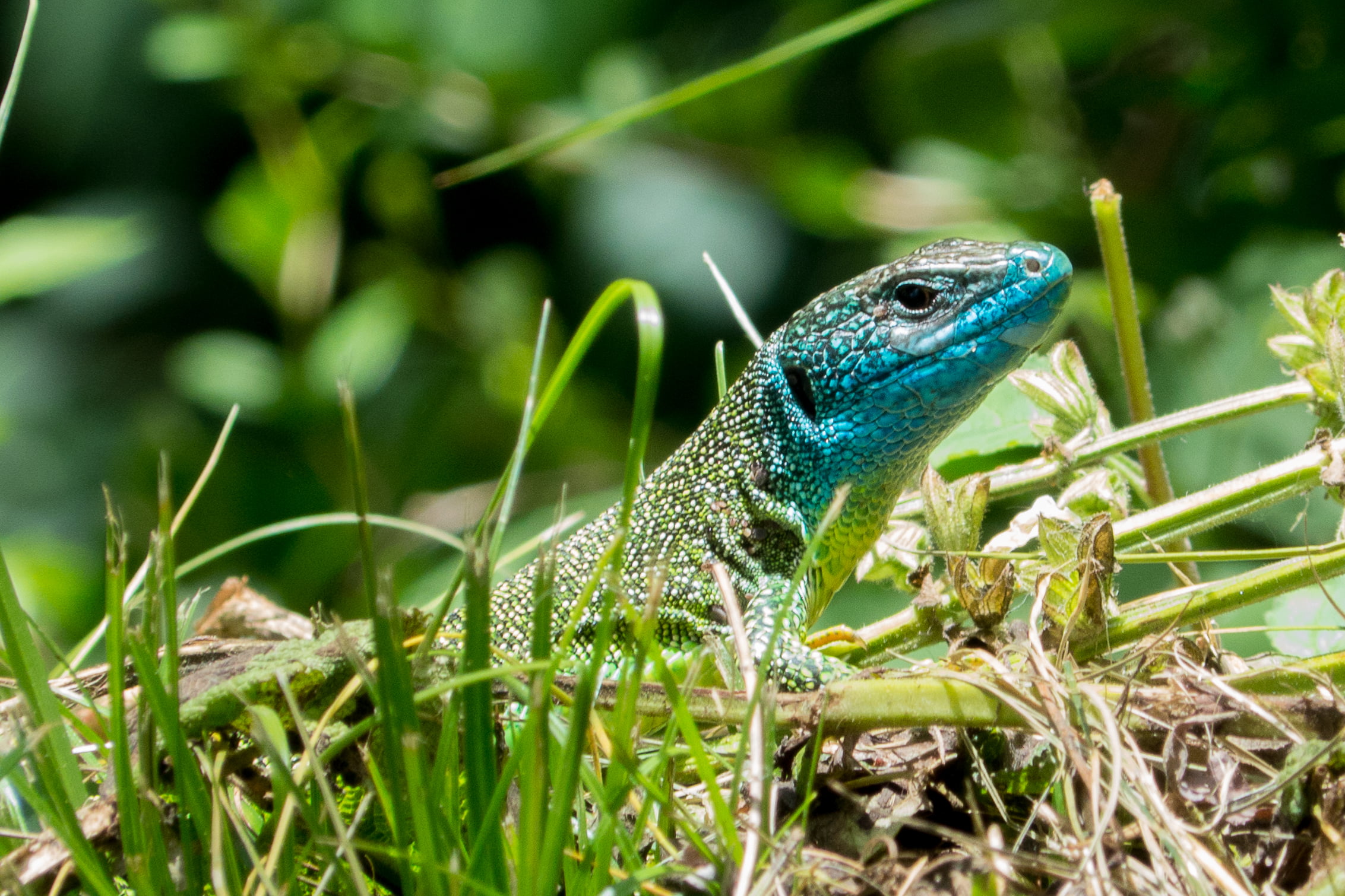 緑  绿, Südtirol  Alto Adige, groen, close-up, emerald, Italy, iguana, green Color, Val Venosta, green, Reptil, Armin S., blue, verde, Europe, green lizard, HD Wallpaper