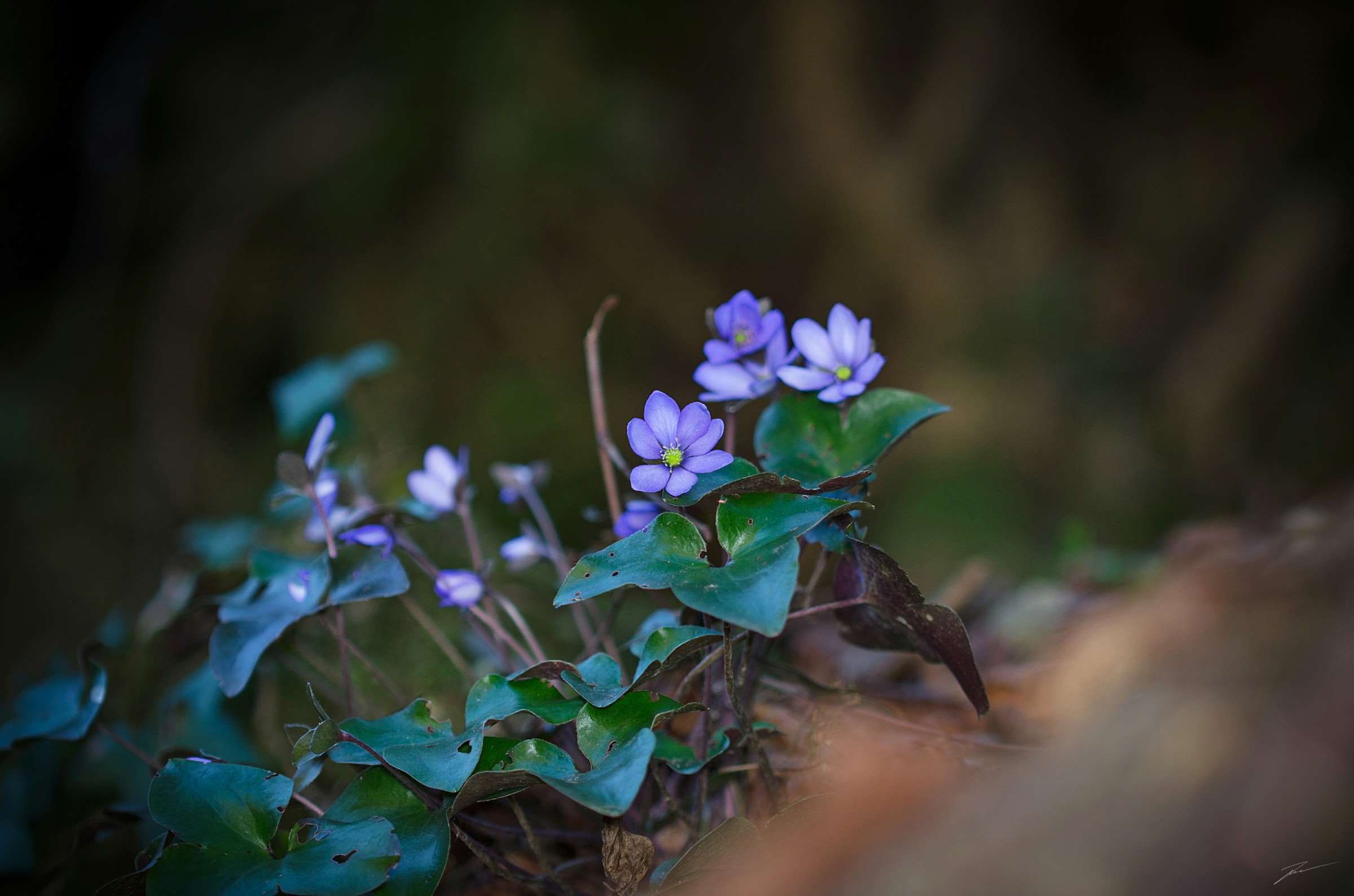 inflorescence, land, fragility, purple, sfondo, plant, petal, dalmata campanula, day, freshness, plant part, flower head, vulnerability, fiori, natura, HD Wallpaper