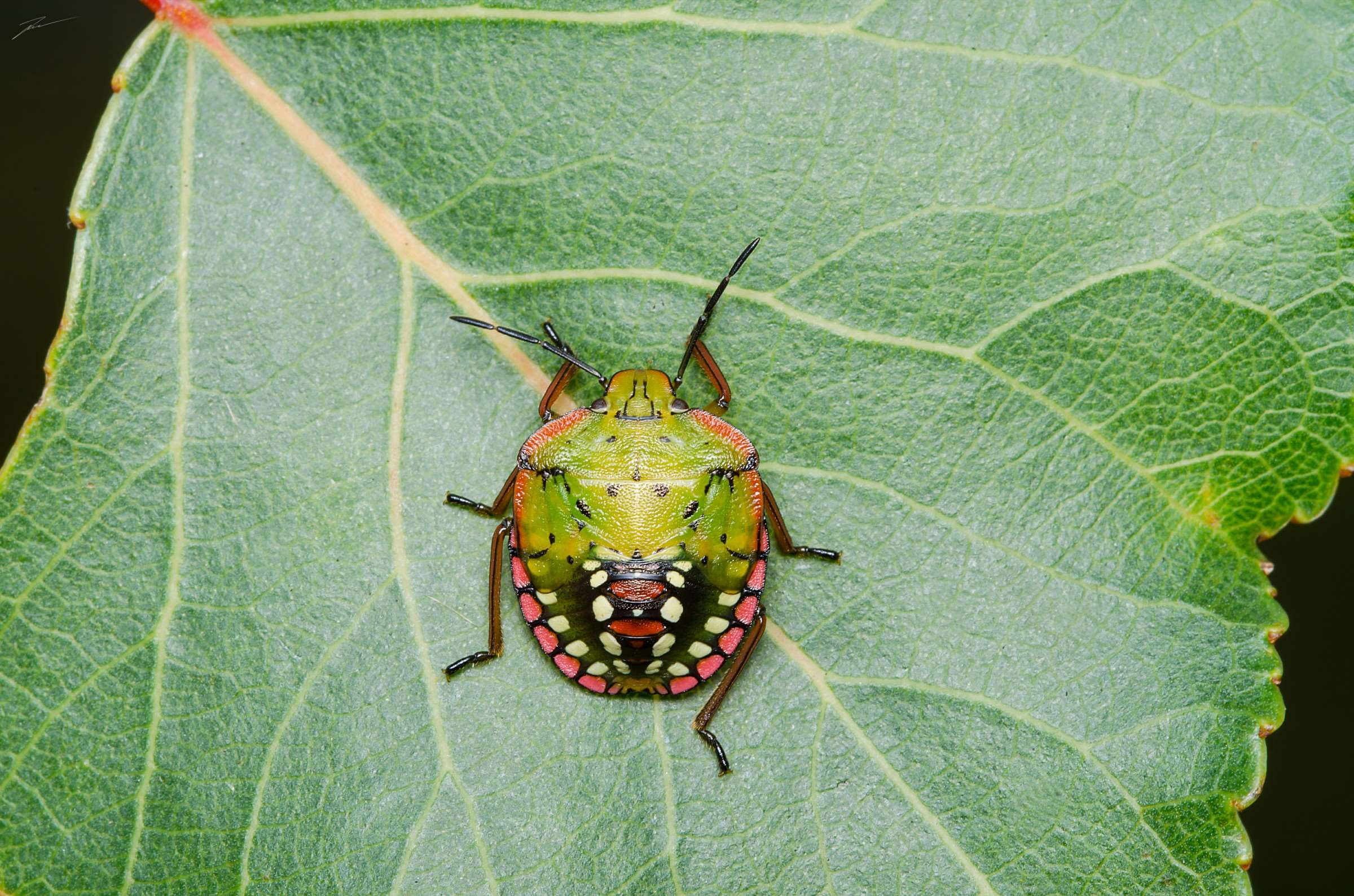 animals in the wild, foglia, plant, close-up, natura, plant part, leaf vein, rybak viktor, animal body part, verde, butterfly - insect, nature, green color, HD Wallpaper