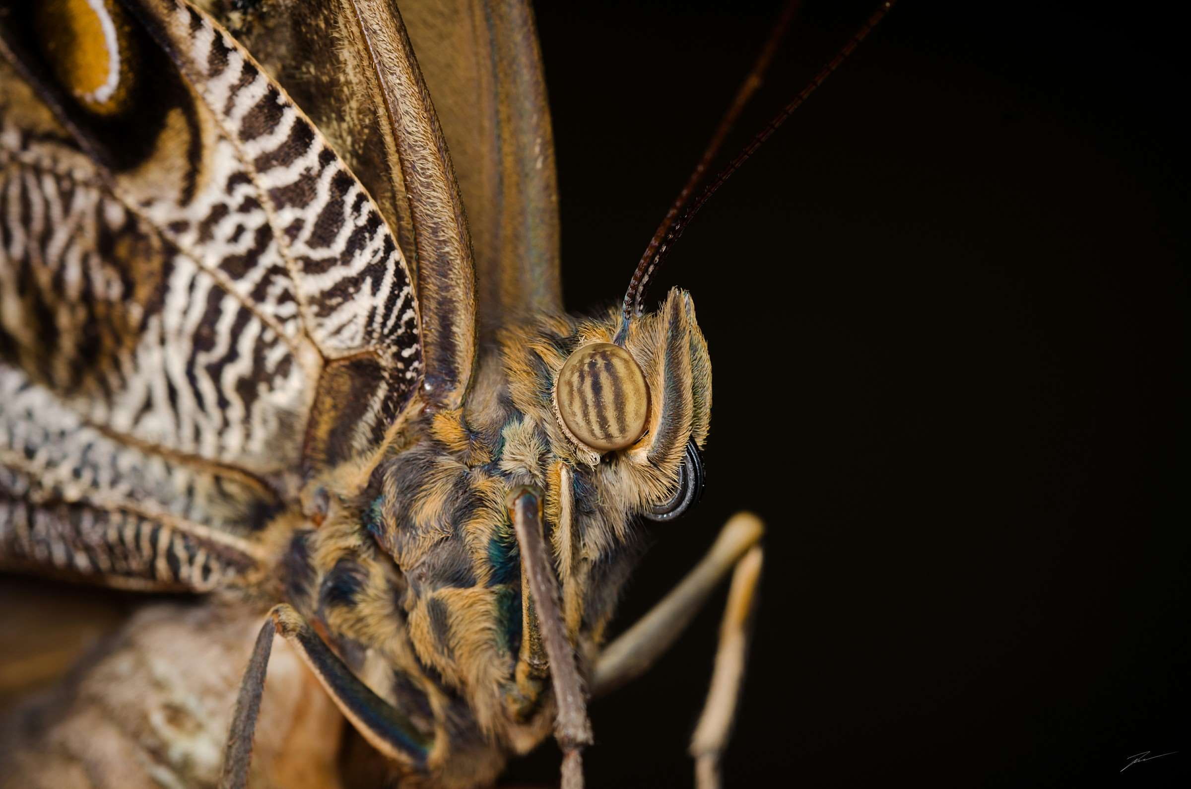caligo idomeneus, animal themes, farfalla, animal, rybak viktor, macro, animal eye, one animal, zoology, sfondo, animal wing, animal head, black background, HD Wallpaper