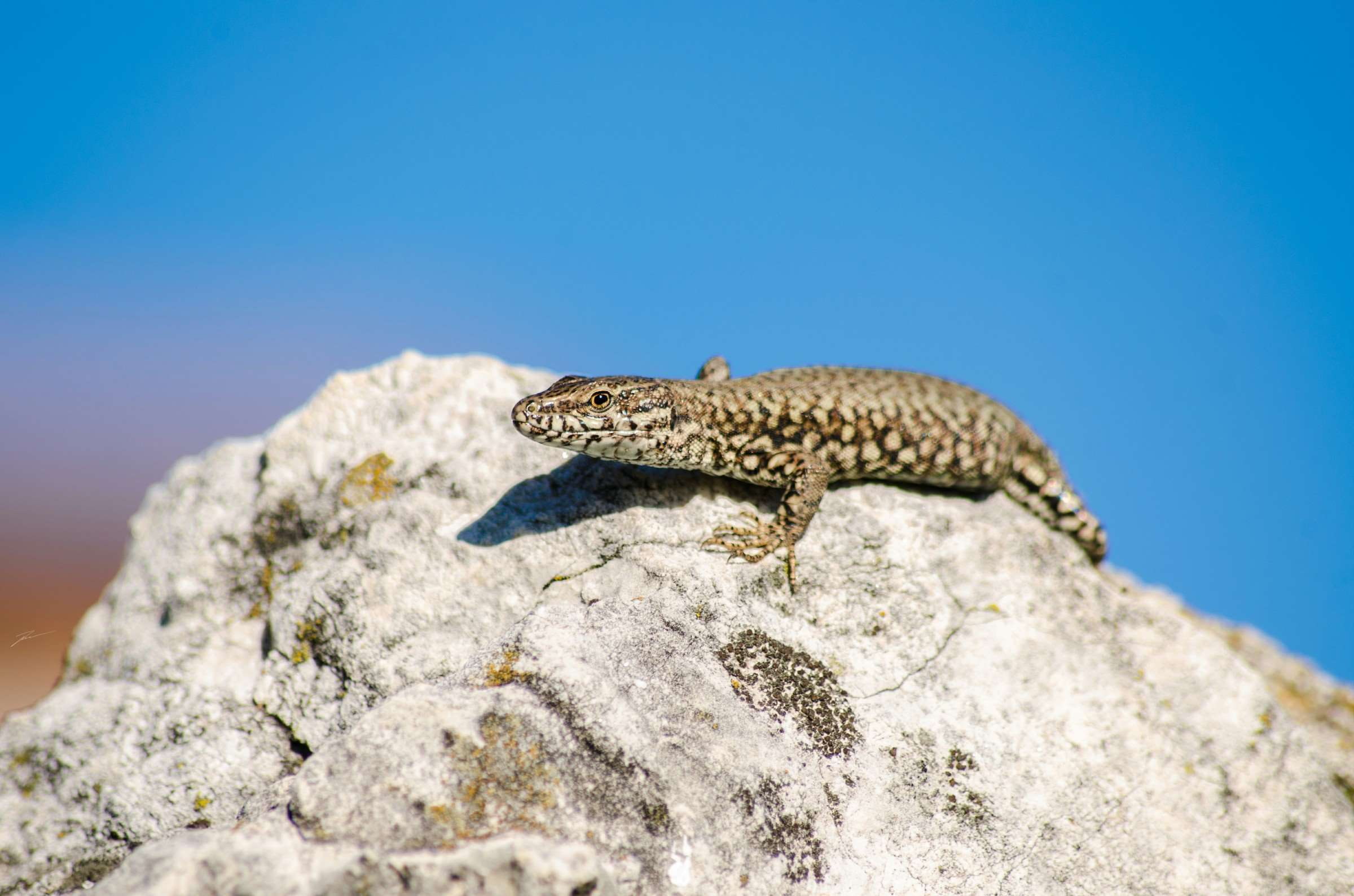 macro, no people, azzuro, lucertola, lizard, focus on foreground, nature, animal wildlife, animal themes, rock - object, solid, 1080P, rock, iguana, podarcis muralis, HD Wallpaper