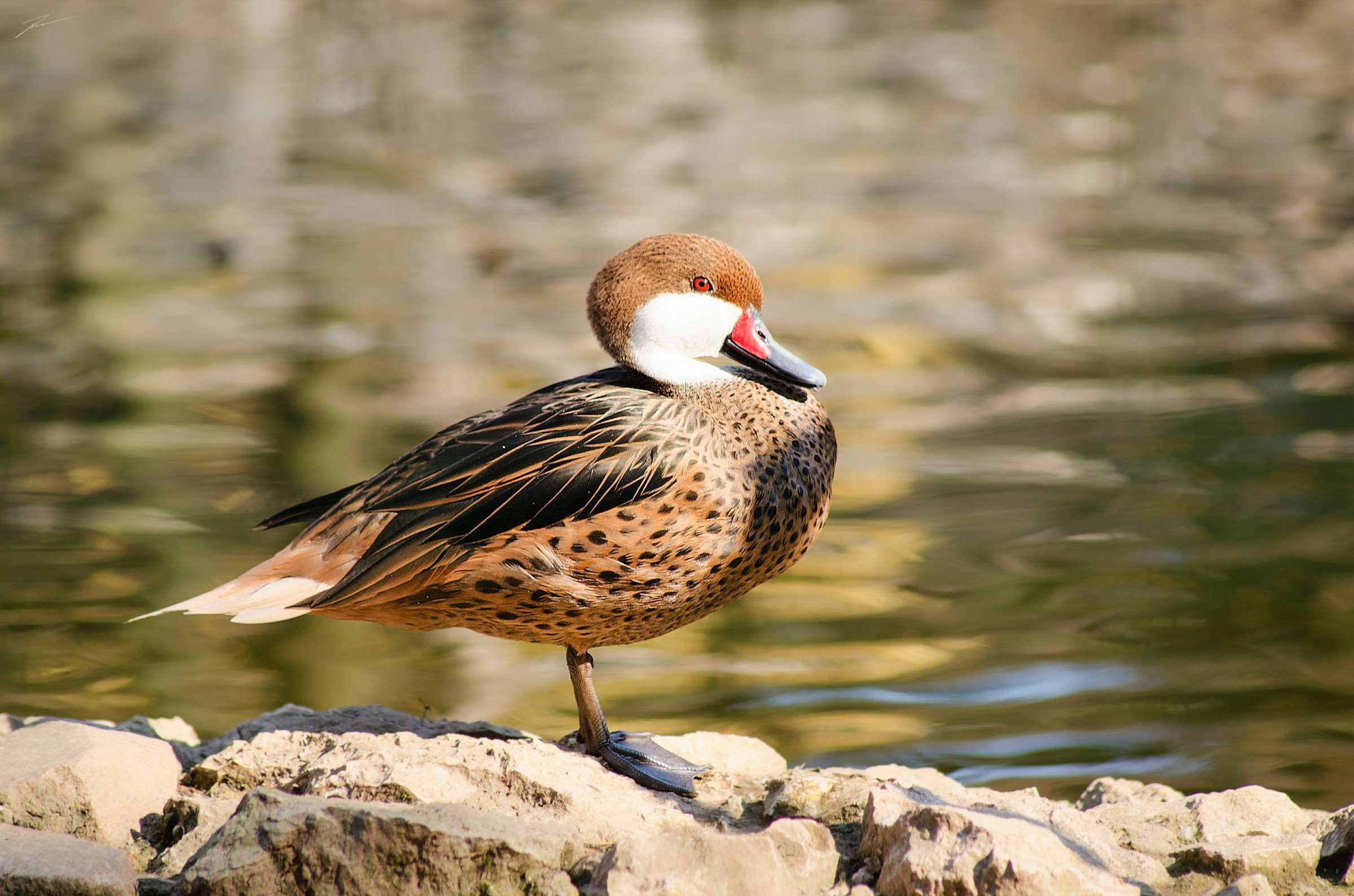 vertebrate, poultry, sfondo, rybak viktor, bird, rock - object, one animal, animal, sunlight, fiume, solid, day, no people, 1080P, ucello, animal wildlife, HD Wallpaper