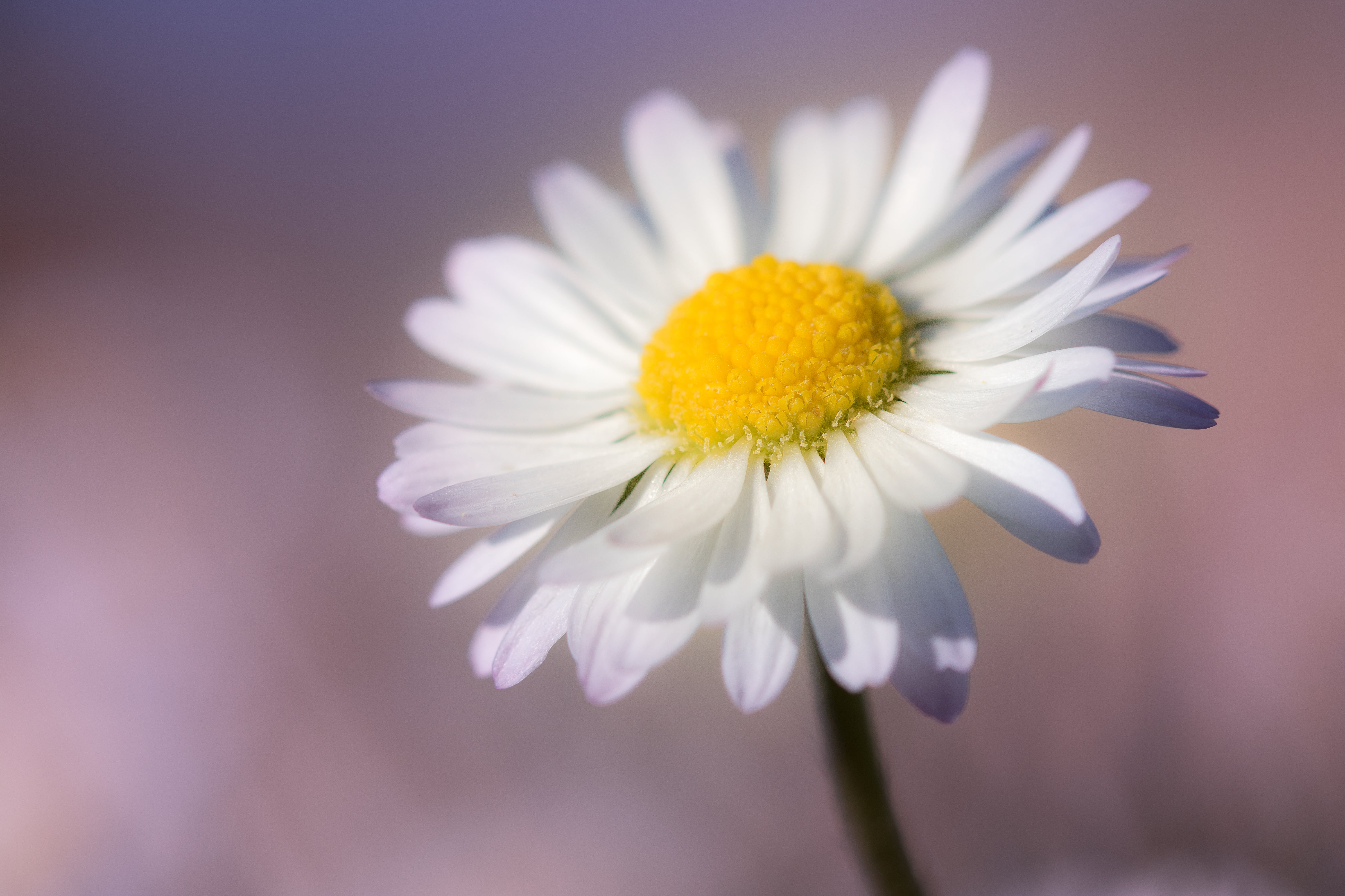 white, Macro, 5K, beauty In Nature, petal, plant, springtime, photo, yellow, nature, gazon, closeup, pâquerette, daisy, summer, white Daisy, blossom, mon, HD Wallpaper