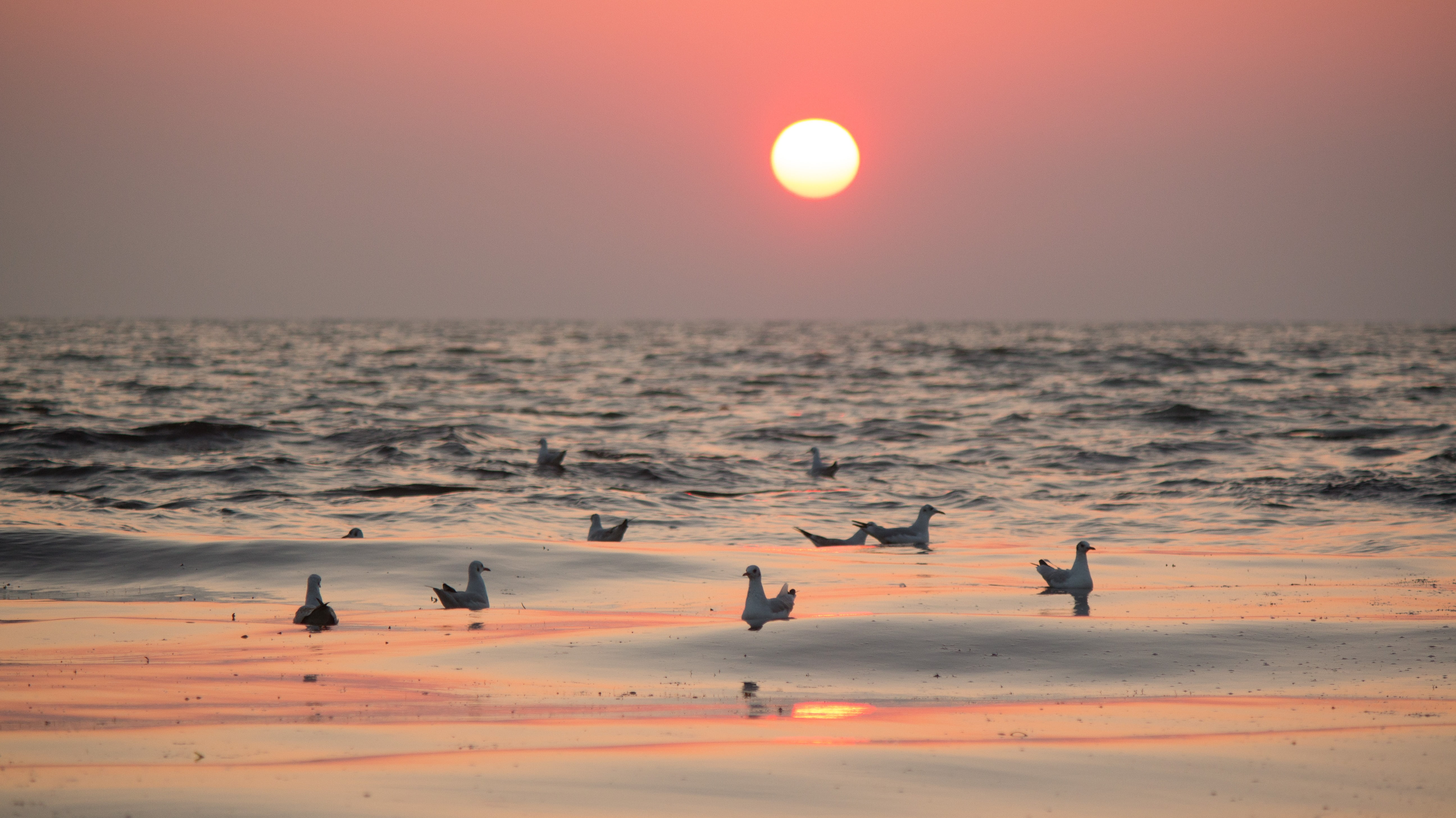 nature, bird, orange color, gulls, sunrise, horizon, motion, light, baltic sea, horizon over water, dusk, animal wildlife, sea, water, swim, birds, sky, HD Wallpaper