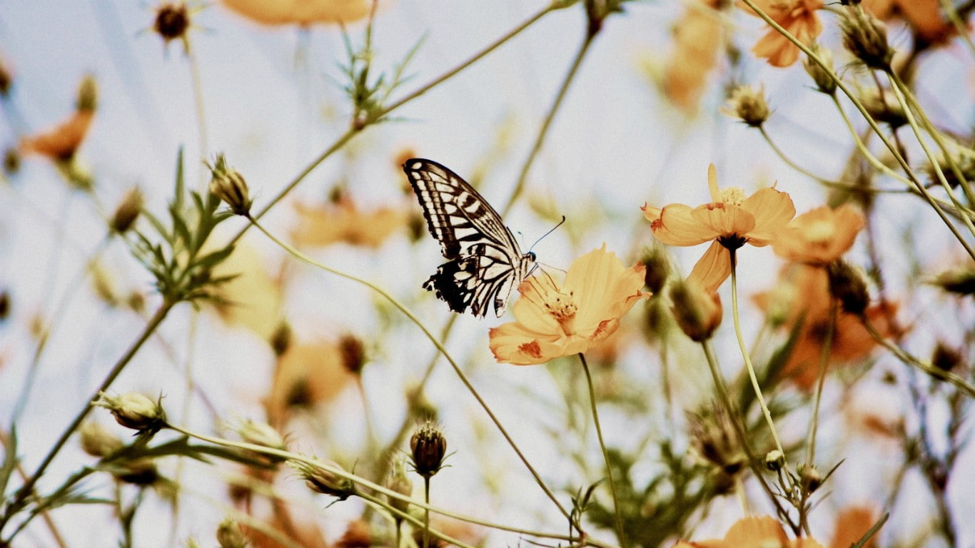 butterfly, 720P, insect, flowers, wildlife, orange flowers, nature, HD Wallpaper