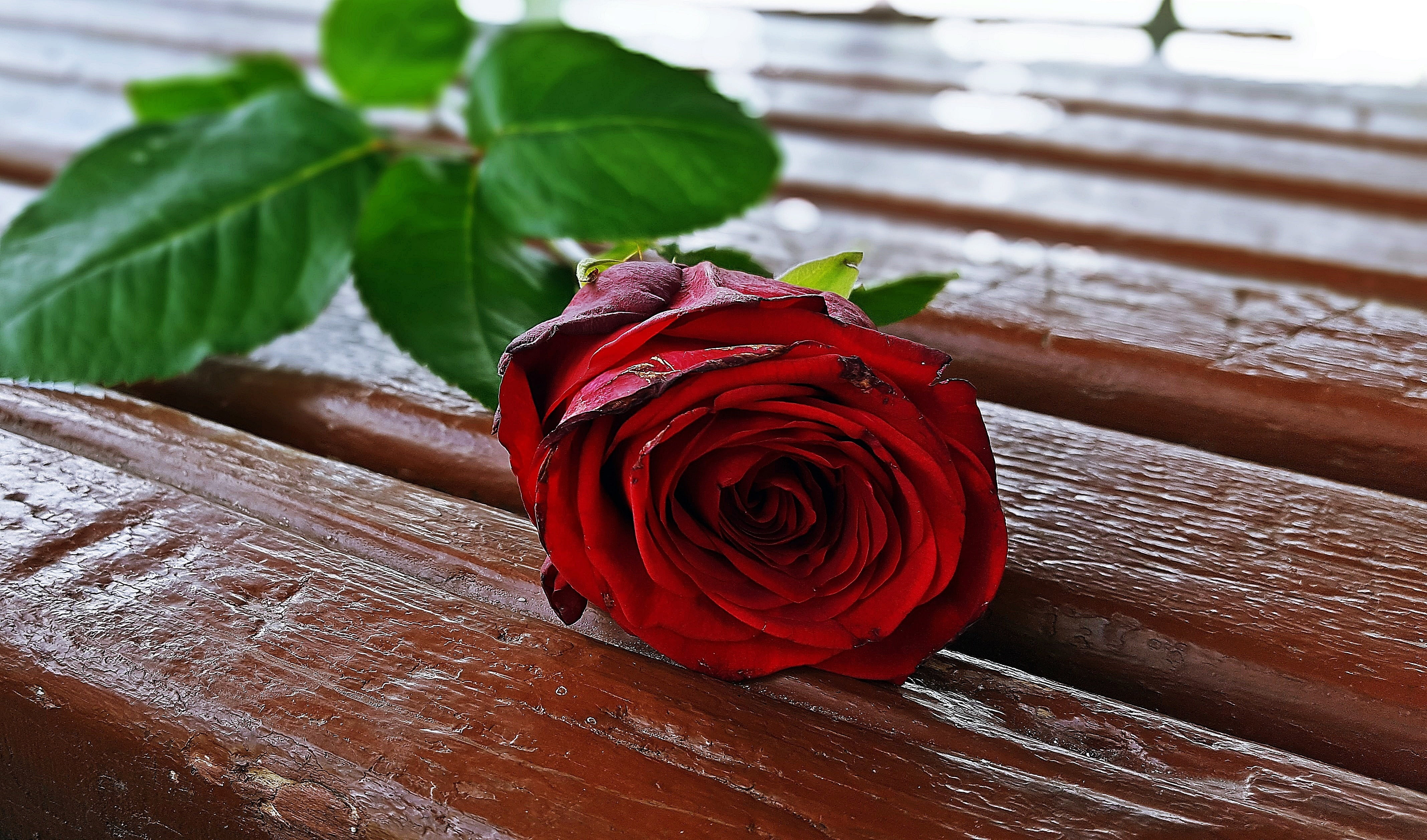 indoors, table, floral, valentine, wood - Material, plant, bouquet, vulnerability, plant part, rosier, inflorescence, leaf, glamour, backgrounds, beauty in nature, HD Wallpaper