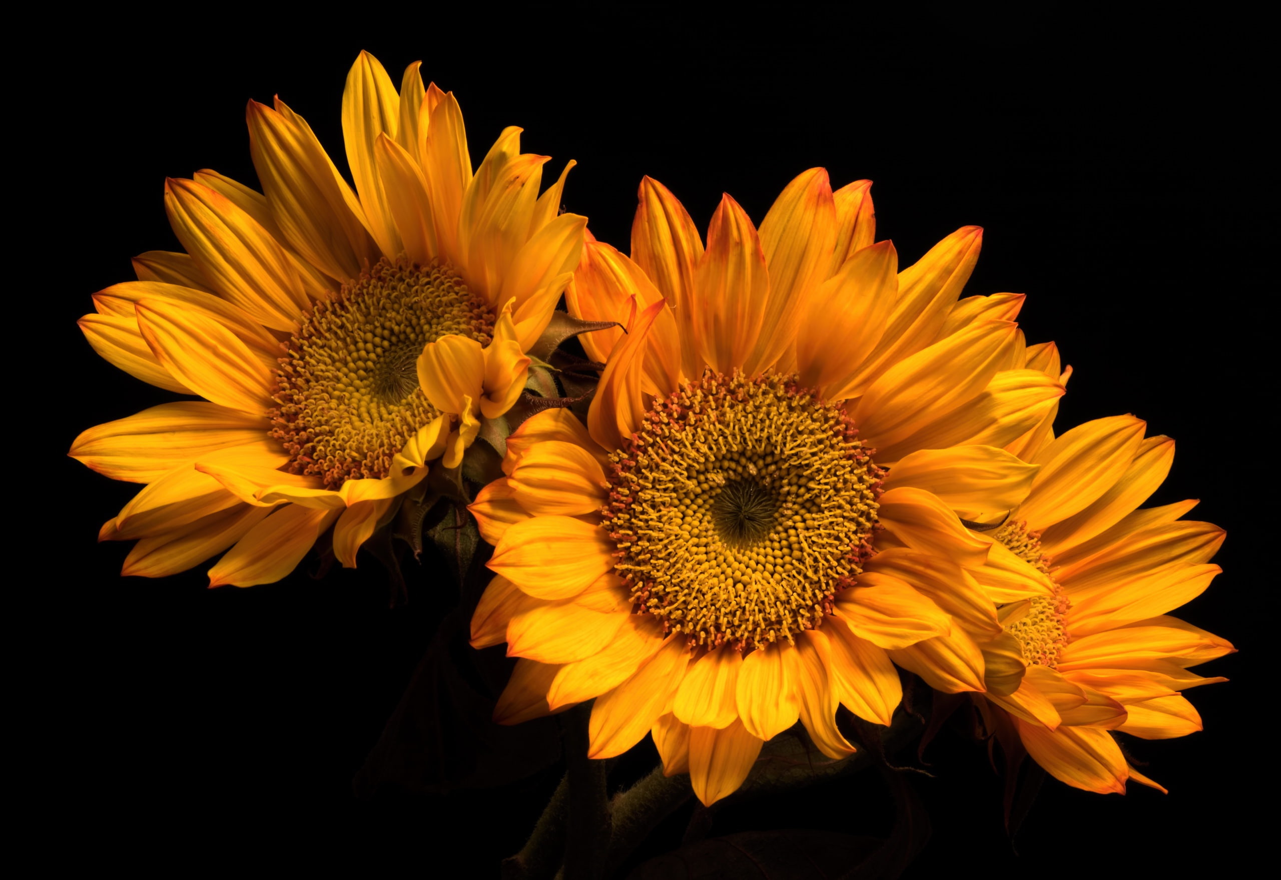 flower head, petal, freshness, pollen, fragility, plants, plant, beauty in nature, pollination, indoors, black background, close-up, studio shot, orange, HD Wallpaper