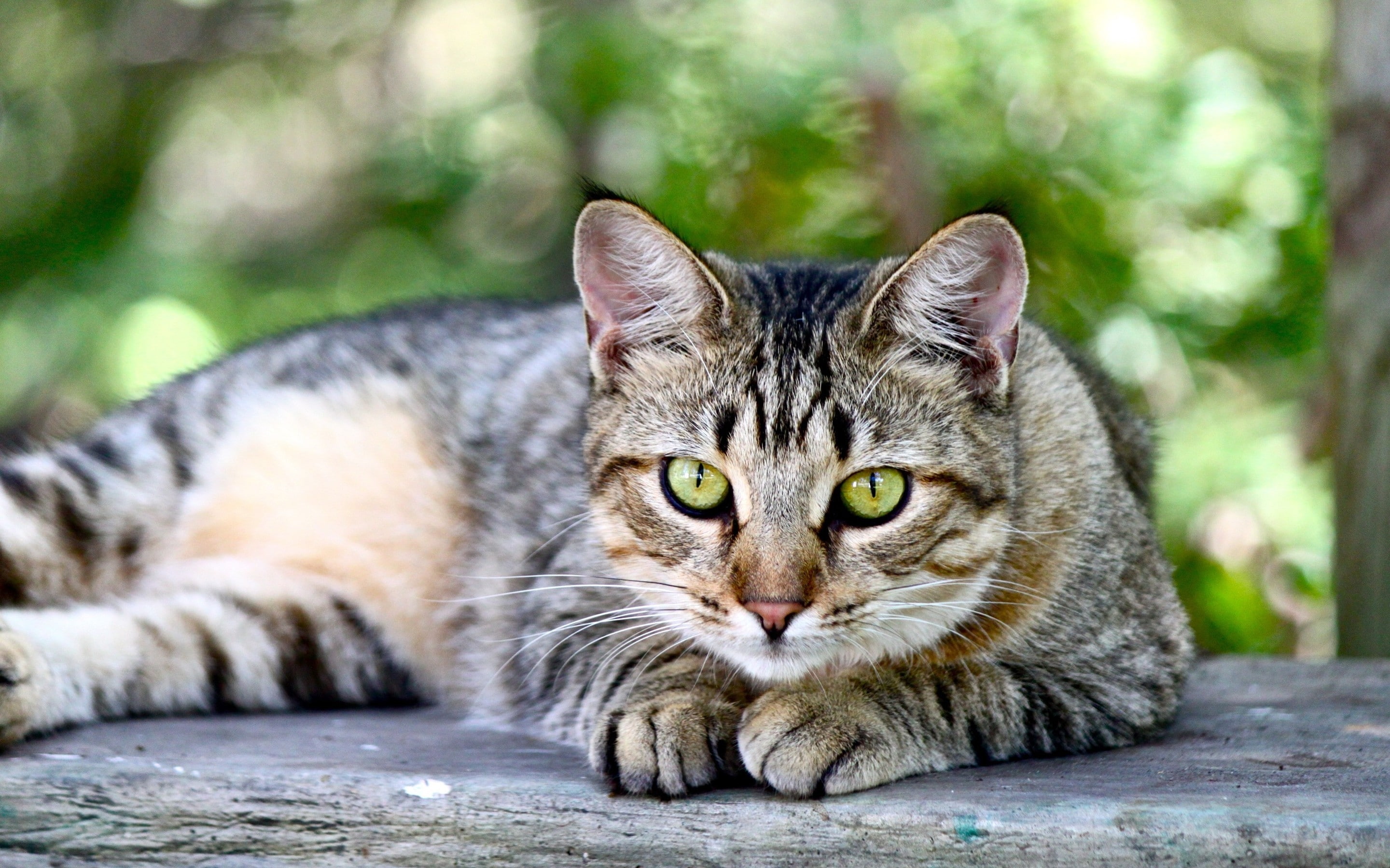 cute, sitting, american, shorthair, 2K, american shorthair, wooden, relax, table, brown, tabby, cat, HD Wallpaper