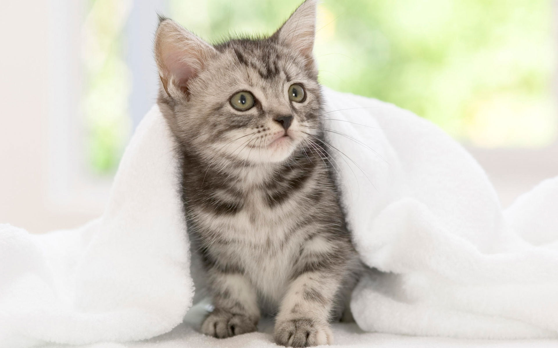 1080P, cute, kitten, american shorthair, american, usa, shorthair, HD Wallpaper