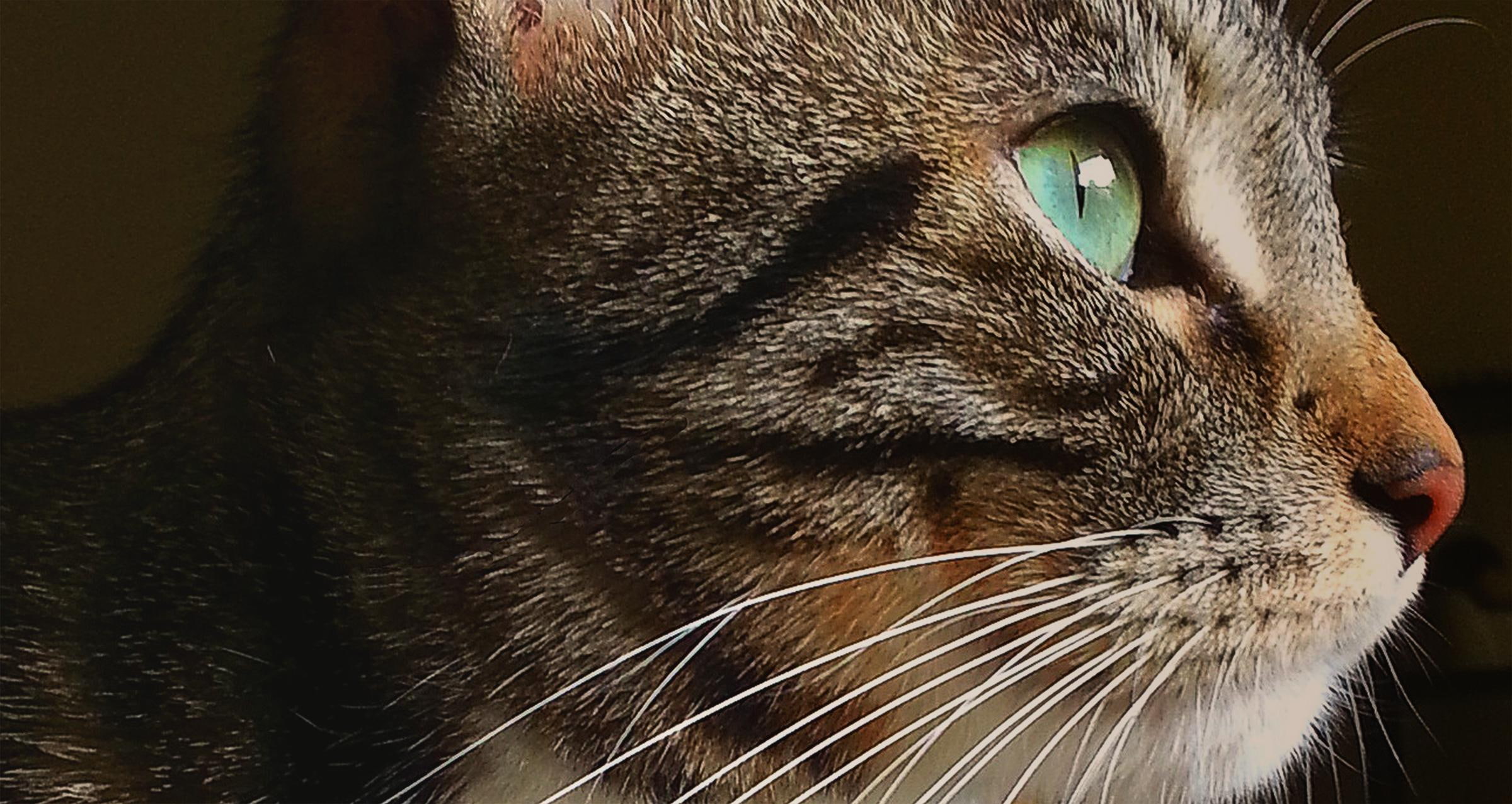 green, cream, tabby, animals, brown, cat eye, kitty, cats, american, whitney, shorthair, 1080P, HD Wallpaper