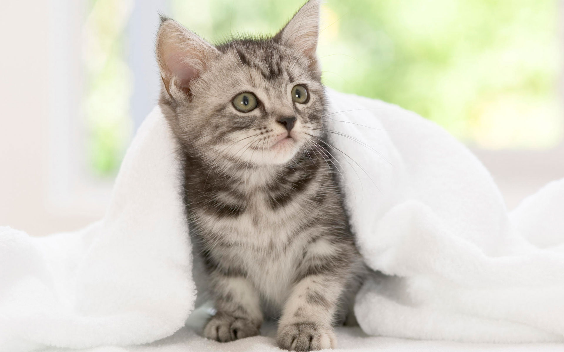 Kitten, american, 1080P, Shorthair, HD Wallpaper