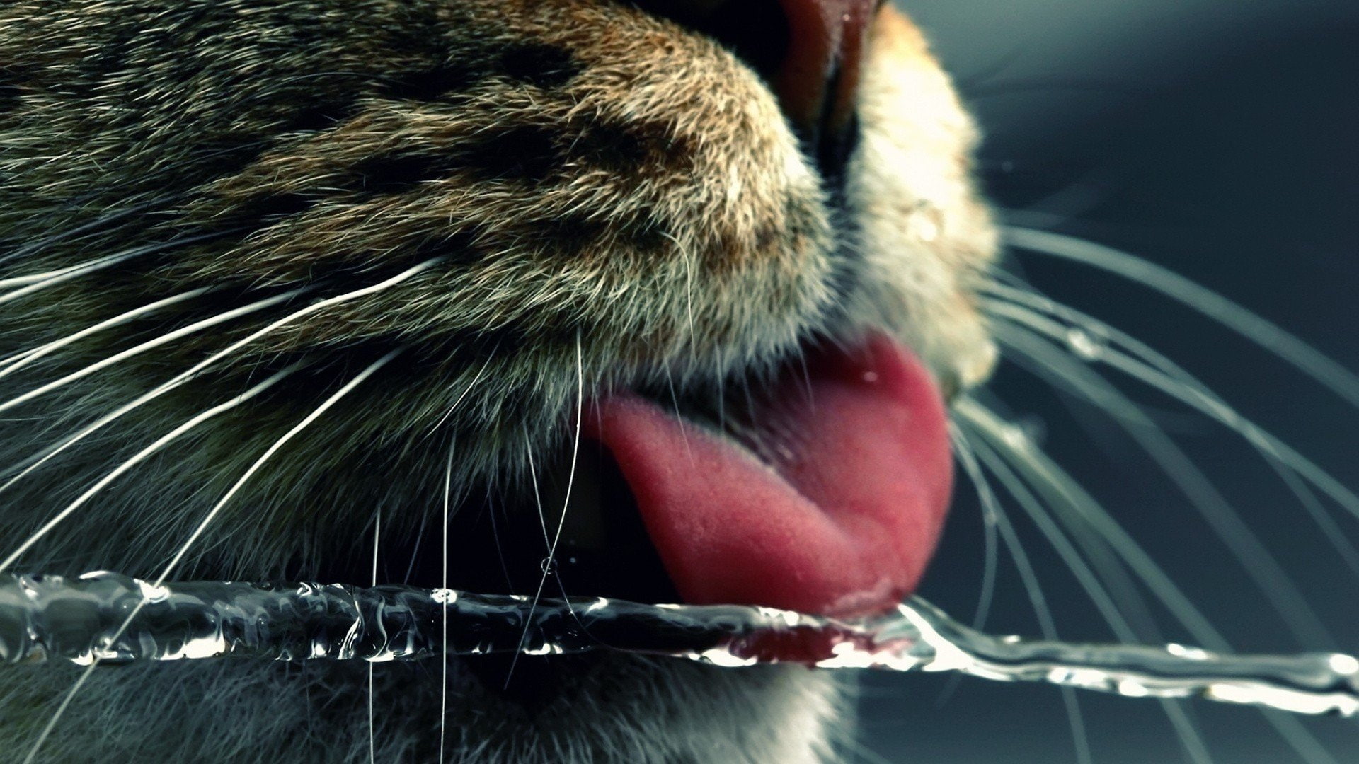 whiskers, tongue, macro, animals, american, Noses, Shorthair, 1080P, cats, water, HD Wallpaper