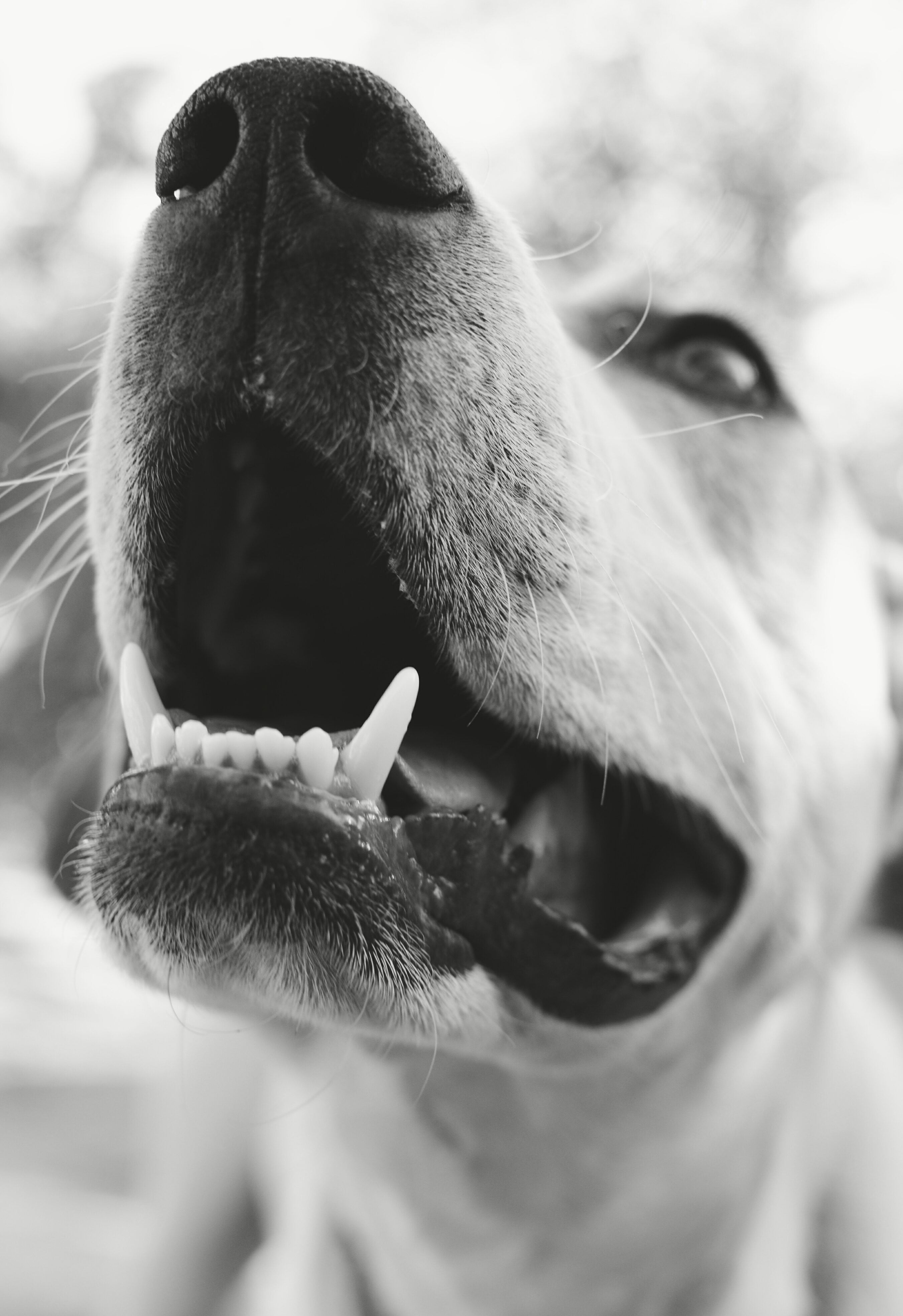 white, aggression, animal head, close-up, animal themes, mouth open, women, long, monochrome, domestic, 4K, dog, shirt, vertebrate, canine, animal nose, Phone HD Wallpaper