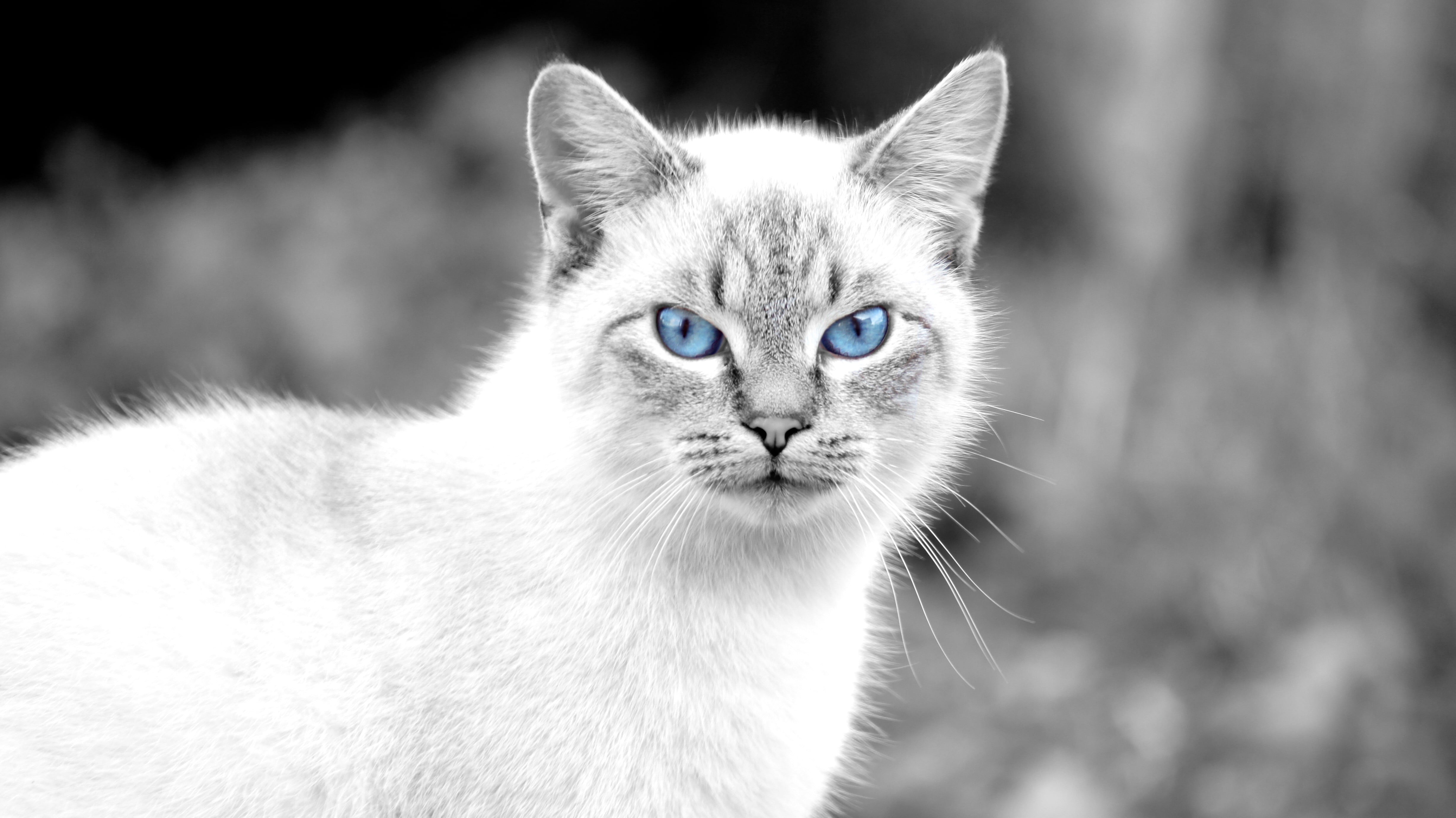 mammal, domestic animals, animal, domestic, black, one animal, portrait, domestic cat, cat, whisker, animals, neck, blue eyes, animal themes, close-up, HD Wallpaper