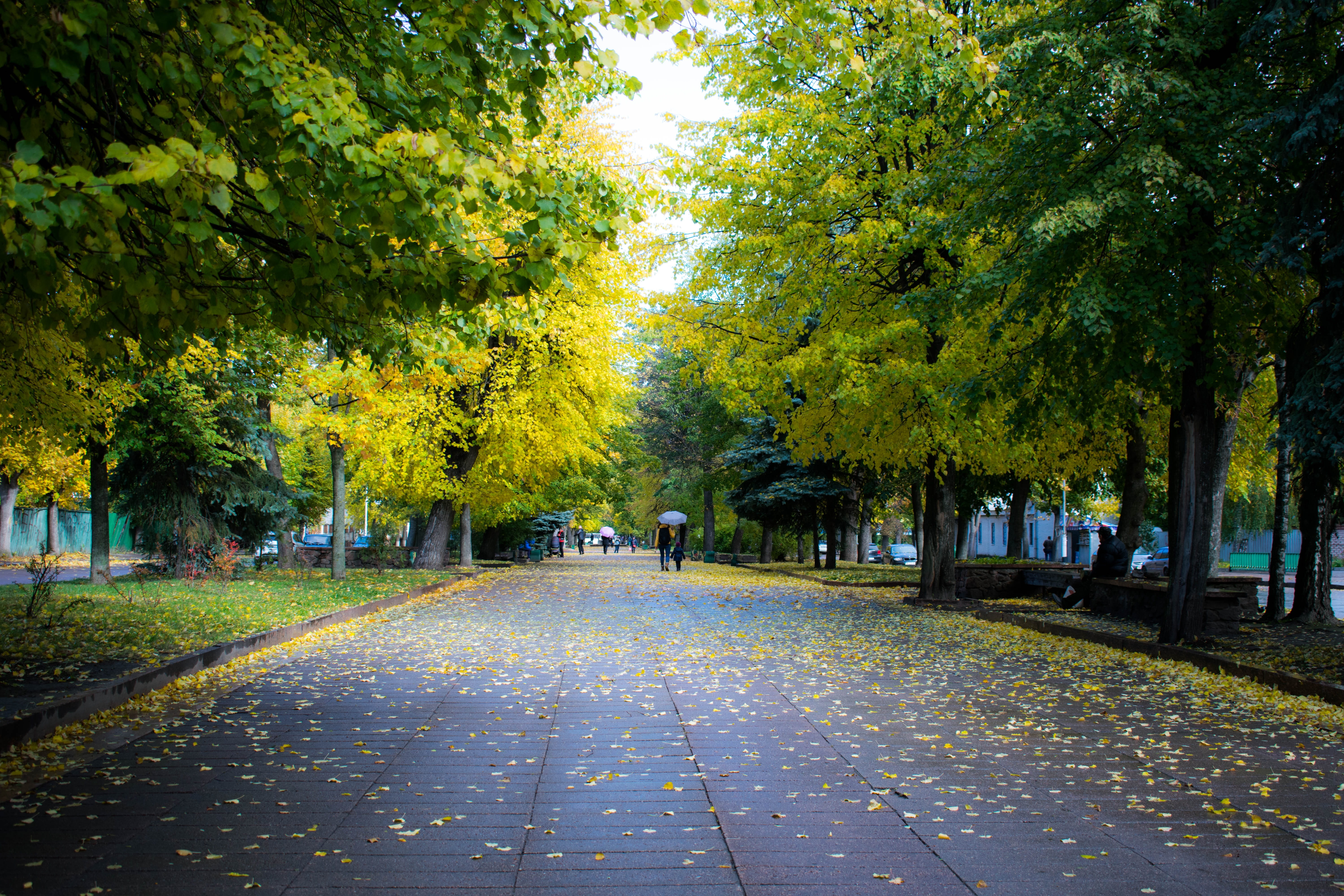 day, trees, park, autumn collection, walking, real people, lifestyles, direction, autumn, the way forward, street, green color, beauty in nature, treelined, HD Wallpaper
