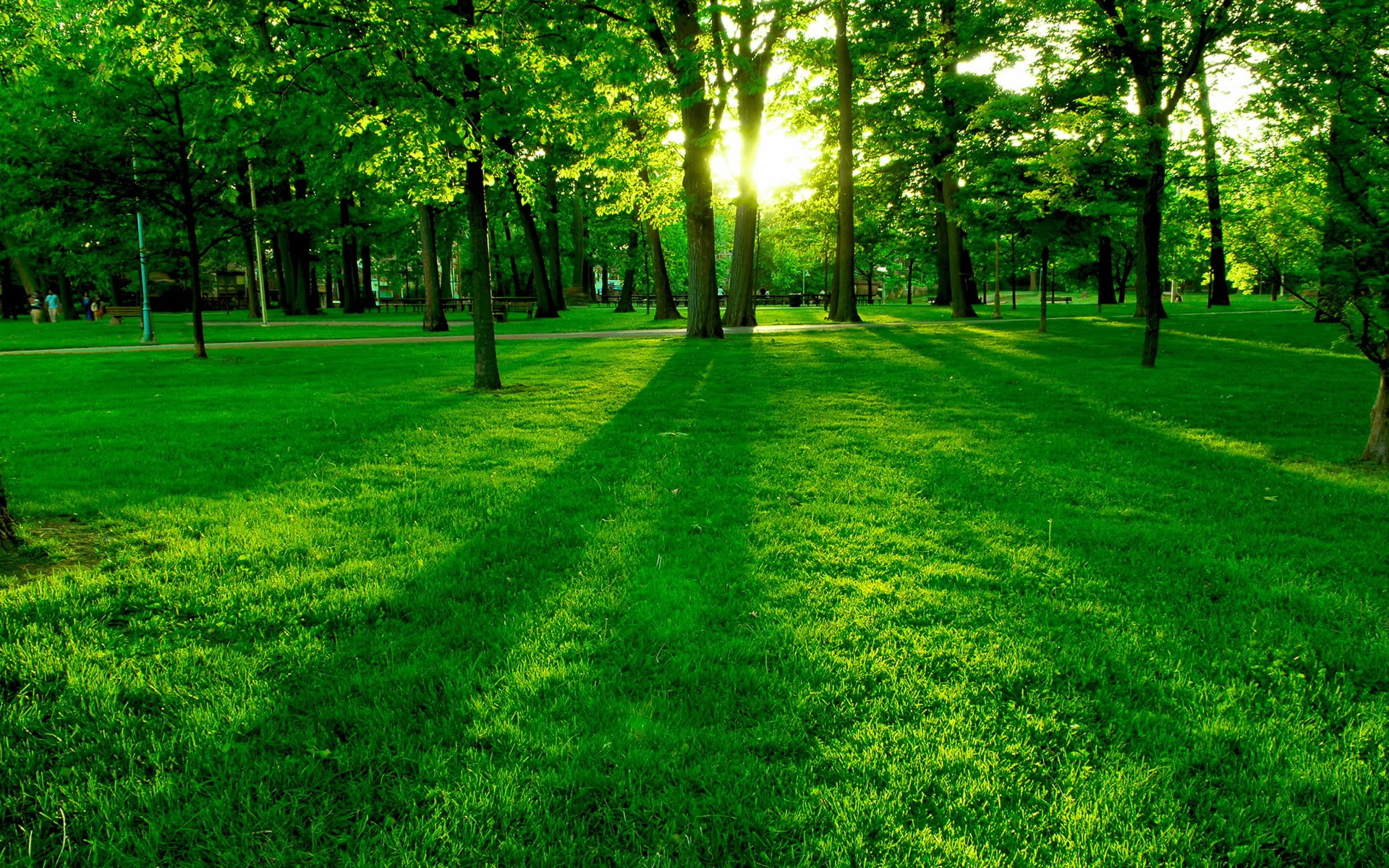 growth, park - man made space, land, day, beauty in nature, landscape, park, tranquil scene, tree, grass, plants, nature, plant, outdoors, photography, HD Wallpaper