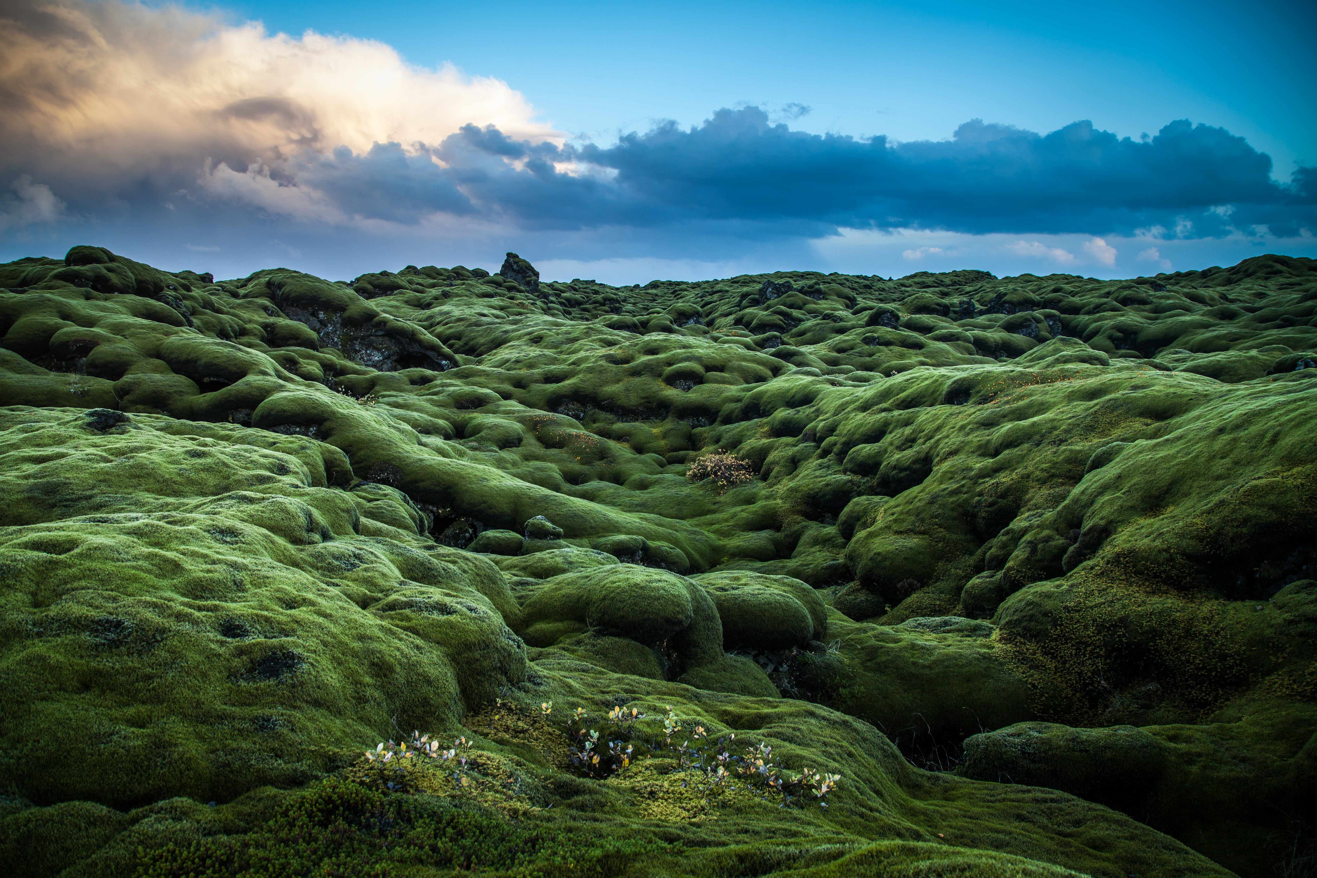 daré, para, sunset, covered, islandia, mundo, grass, photo, haga, daytime, moss, un, green, 5K, daño, green grass, iceland, Te, mountain, HD Wallpaper