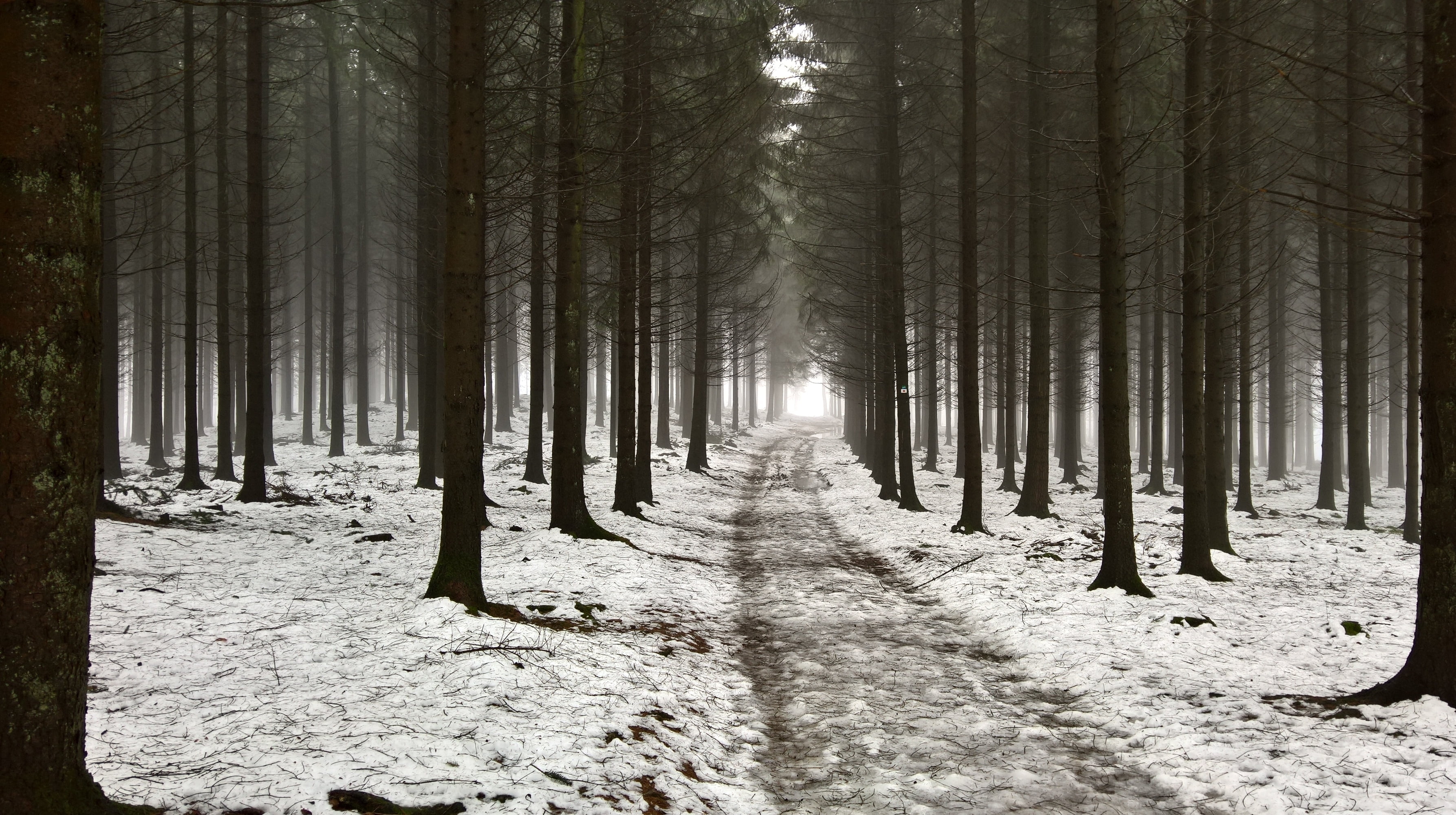 vert, path, wood, grey, carl zeiss, daytime, belgium, arbre, perspective, snow, windowsphone, plant, woods, chemin, gris, mobile, plante, bois, forest, HD Wallpaper