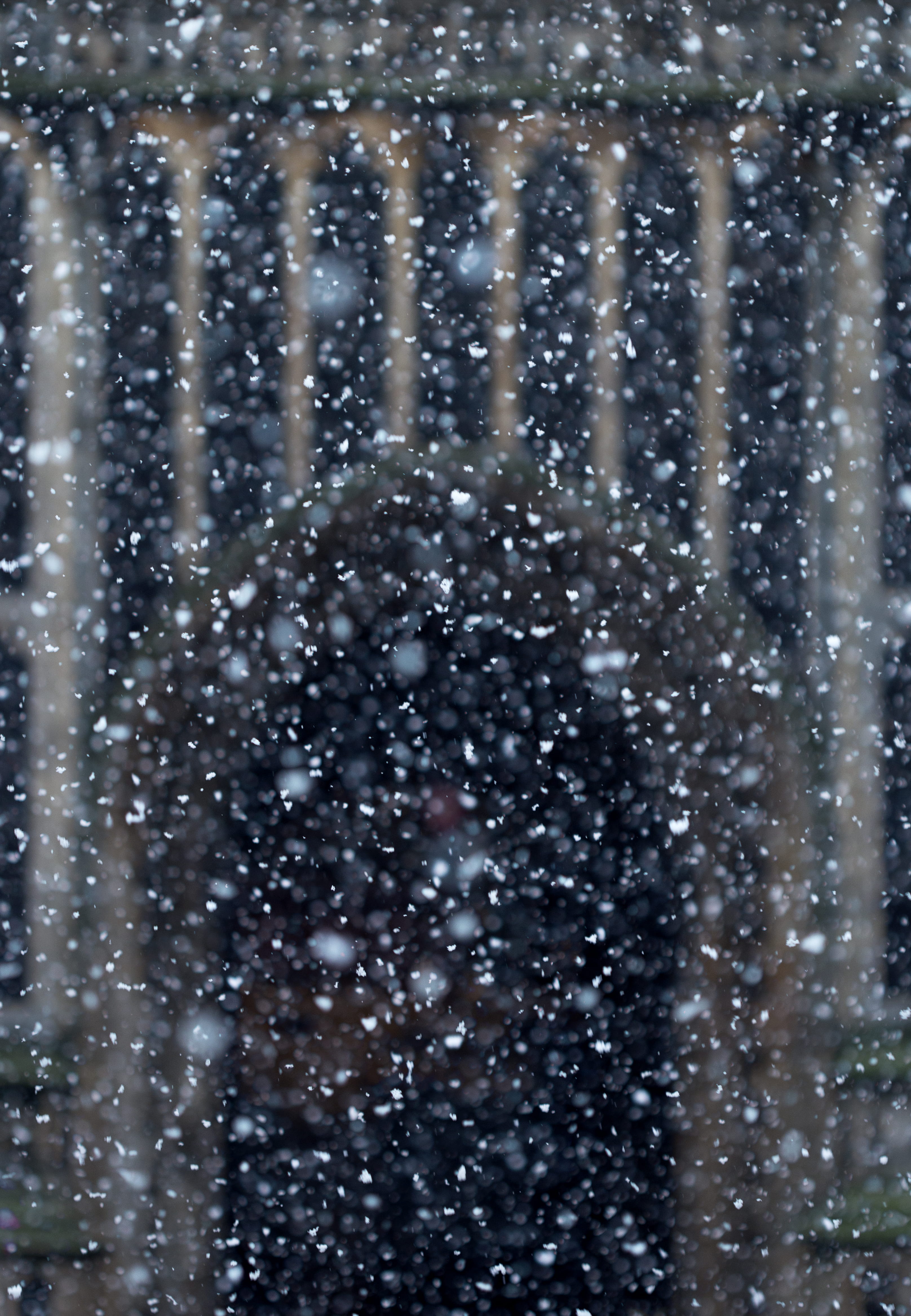 blizzard, focus, 4K, neige, nature, raindrop, no people, the forum, rain, backgrounds, cold temperature, outdoors, snow, shallow depth of field, day, wet, Phone HD Wallpaper