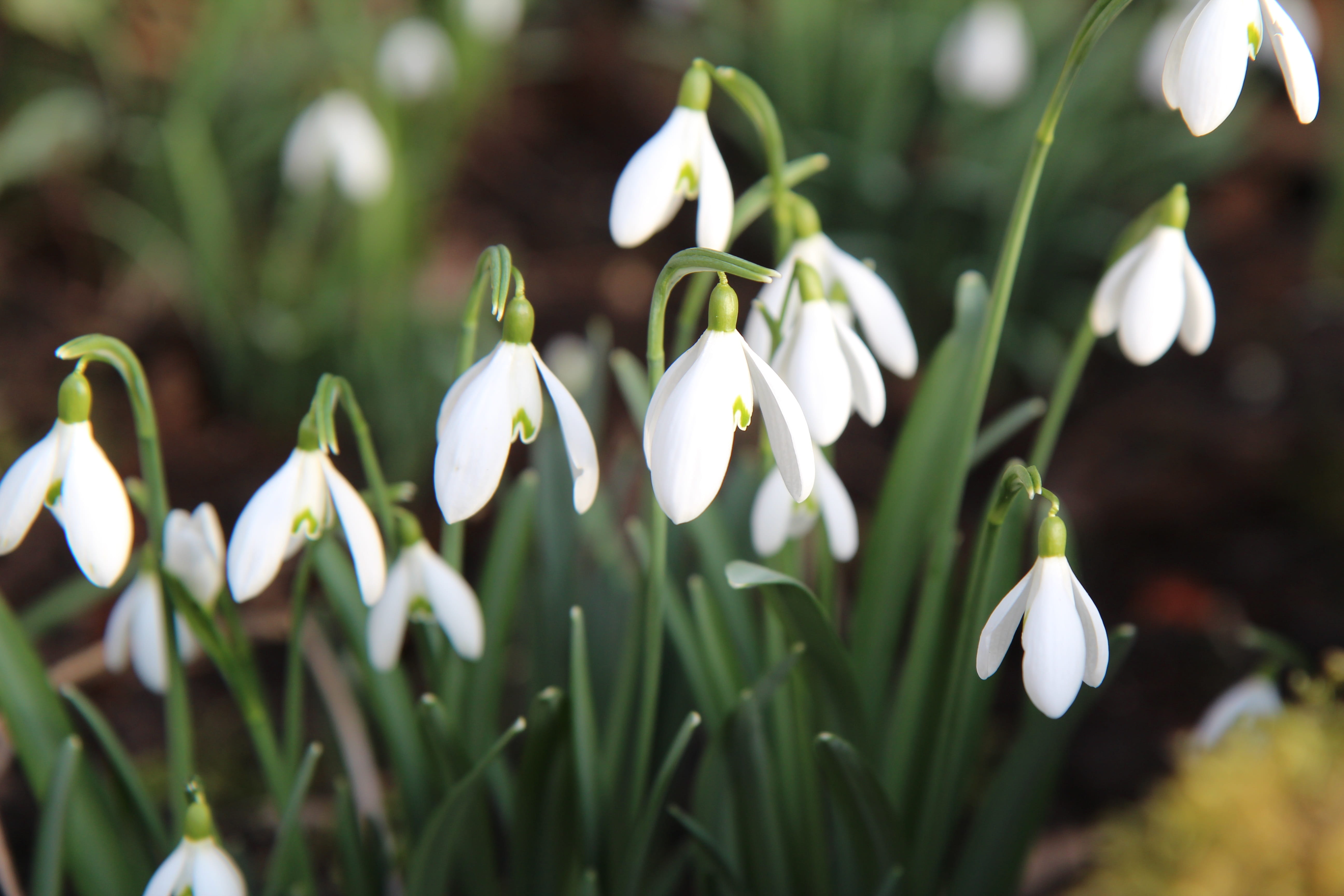 nature, flowers, vulnerability, springtime, flowering plant, white color, growth, flower head, inflorescence, green color, close-up, petal, focus on foreground, HD Wallpaper