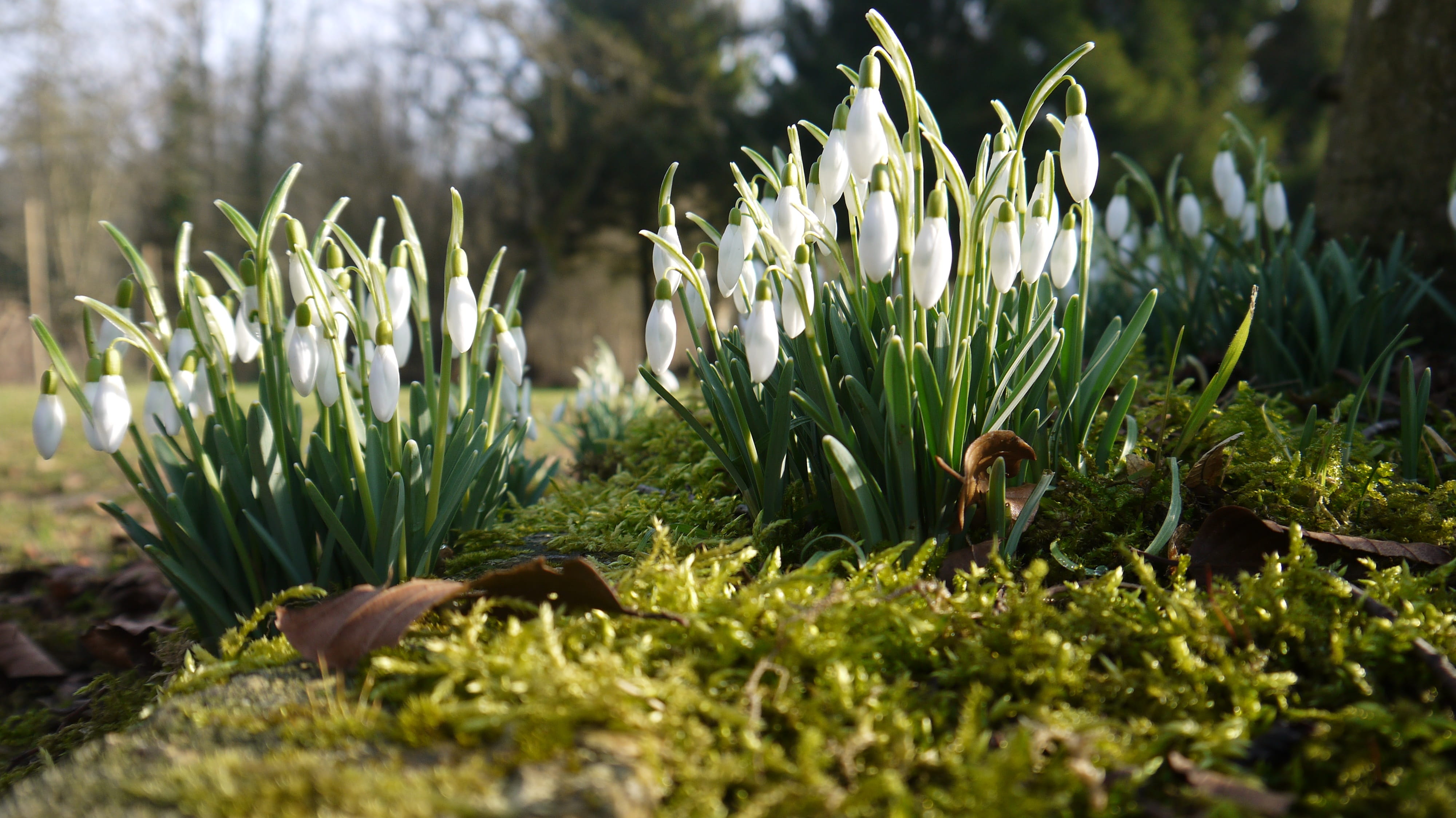 no people, perce-neige, selective focus, fragility, beginnings, Perce, freshness, green color, day, plant part, beauty in nature, plant, nature, flower, HD Wallpaper