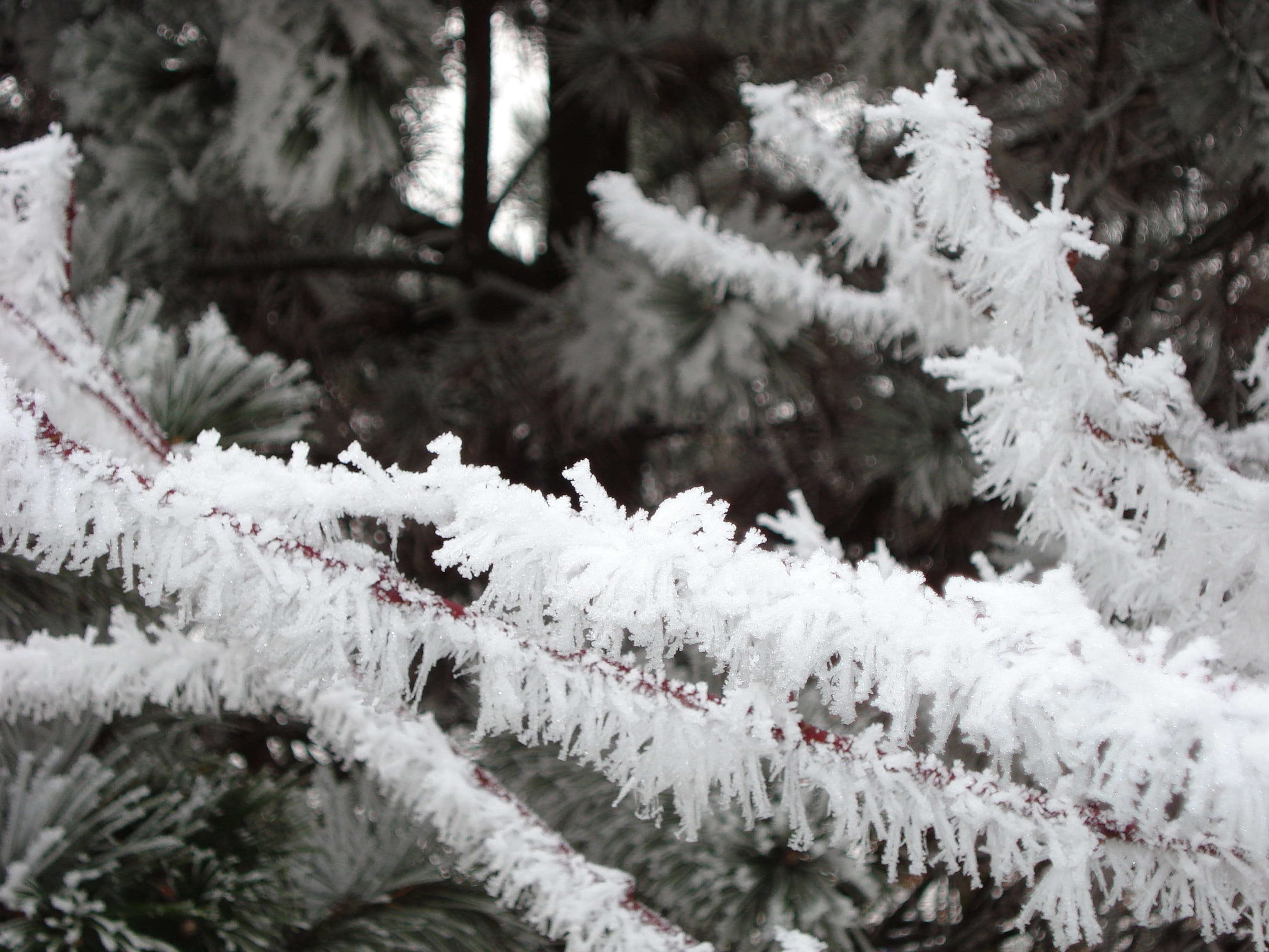 2K, coniferous tree, no people, romans-sur-isère, beauty in nature, cold temperature, france, outdoors, focus on foreground, winter, day, nature, tree, HD Wallpaper