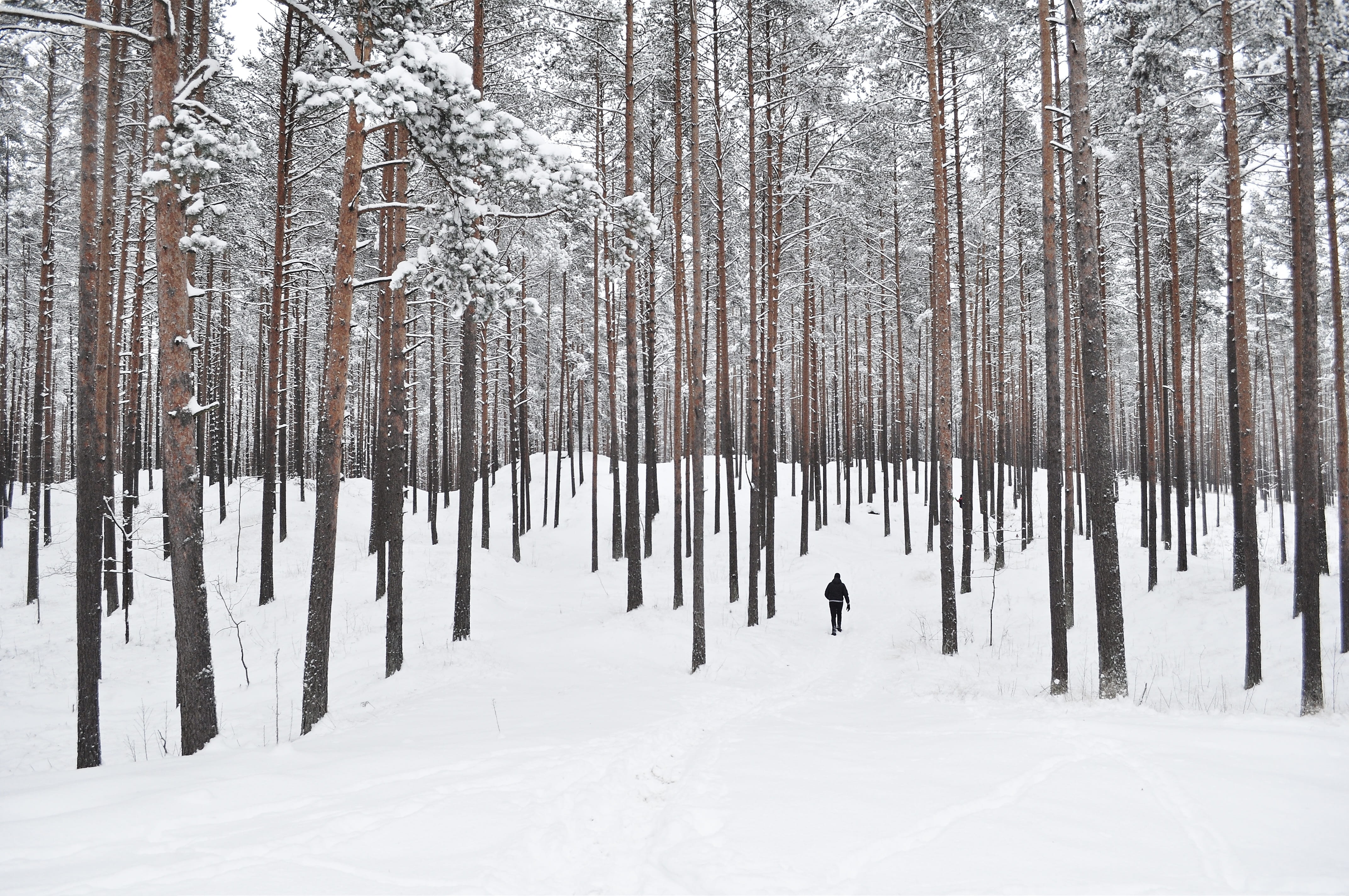 no People, gray, wood, outdoors, season, standing, black, woodland, person, winter, snowing, cold - Temperature, wearing, tranquility, trees, beauty In Nature, HD Wallpaper
