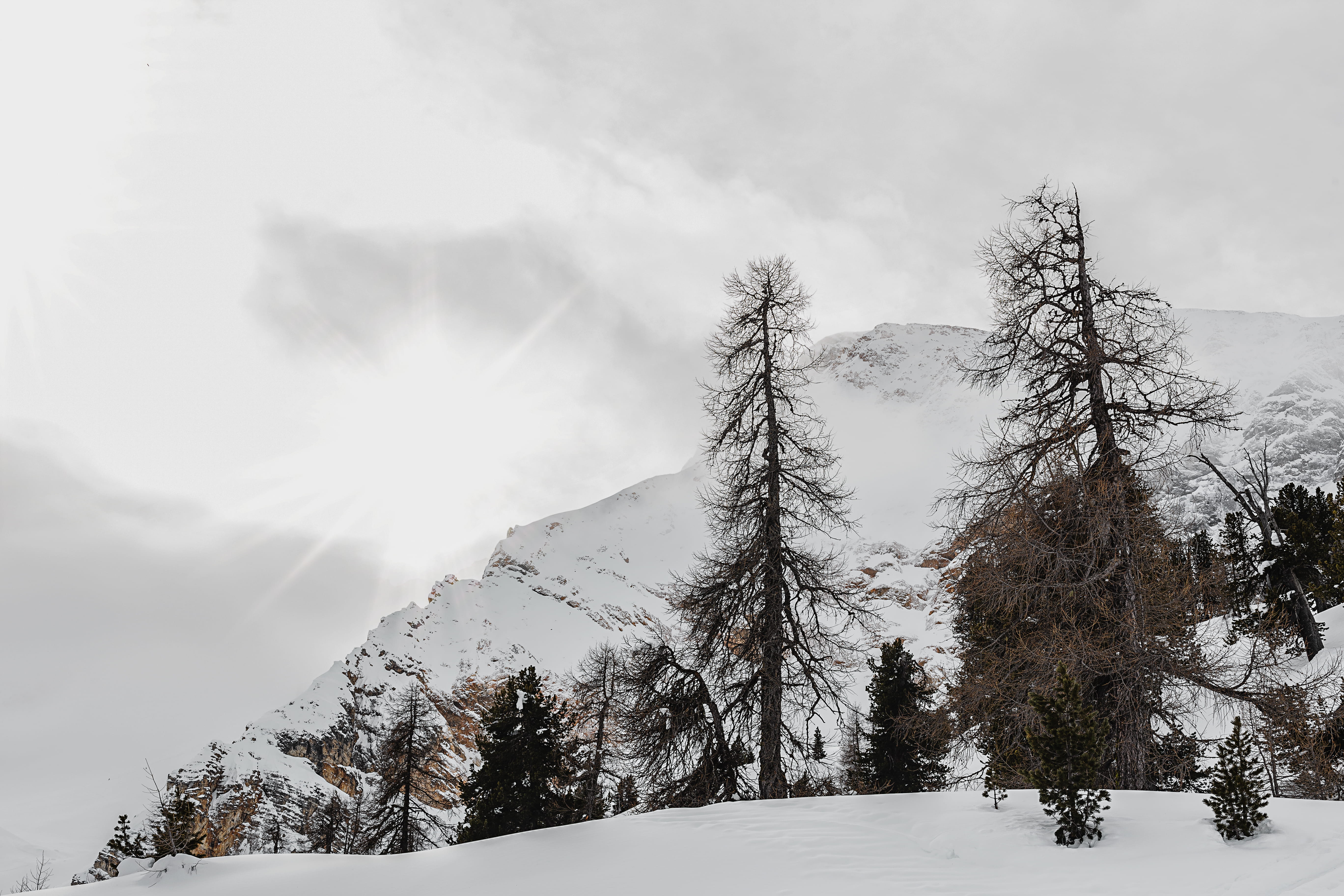 nature, snowcapped mountain, land, no people, woods, pine tree, desktop, frost, tranquility, across, snow capped mountain, winter, withered, capped, HD Wallpaper