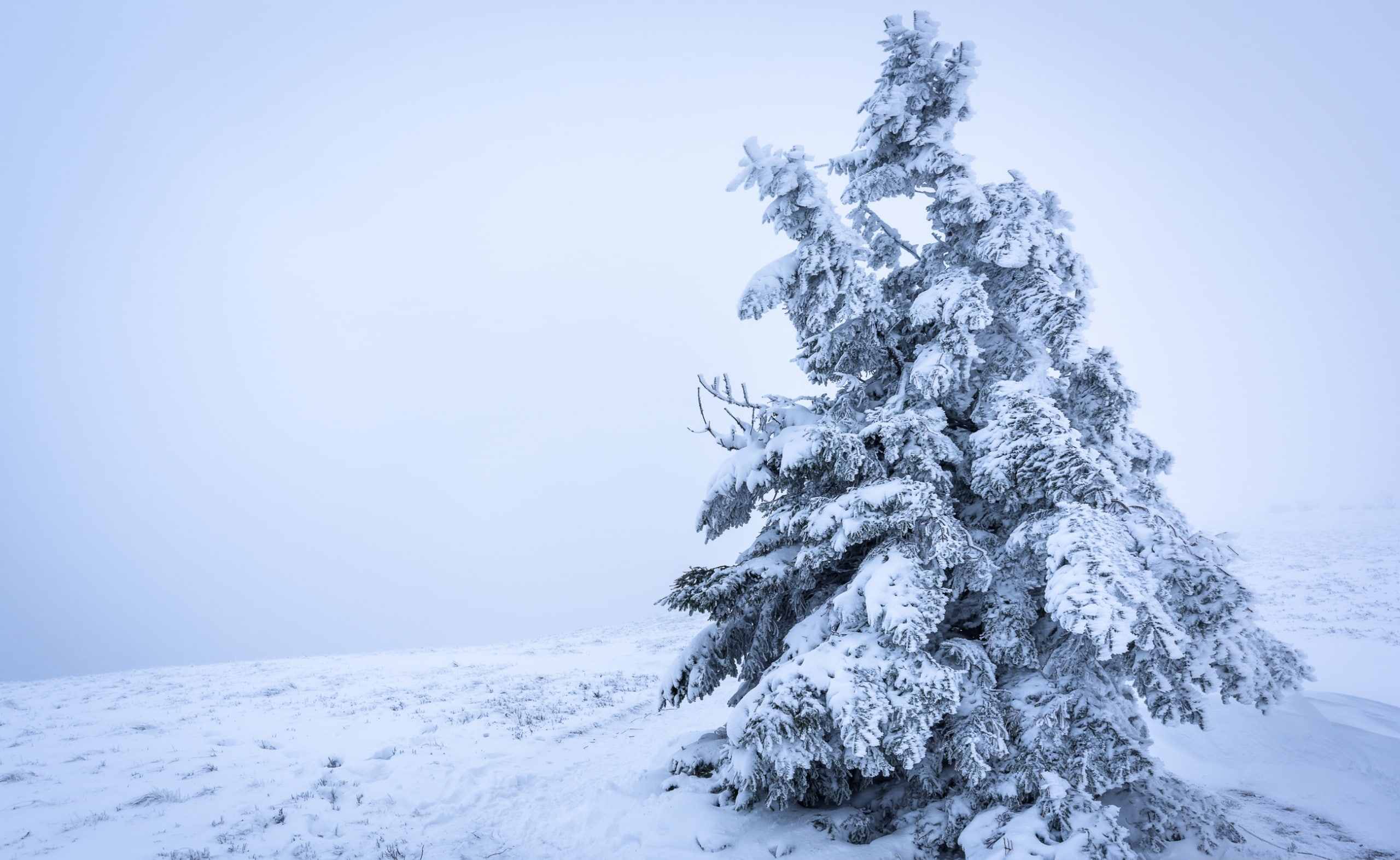 background, Foggy, Snow, tree, 2K, Winter, Seasons, Vosges, Mist, Landscape, Mountain, firtree, White, Europe, Haze, France, Scenery, Nature, snowy, HD Wallpaper
