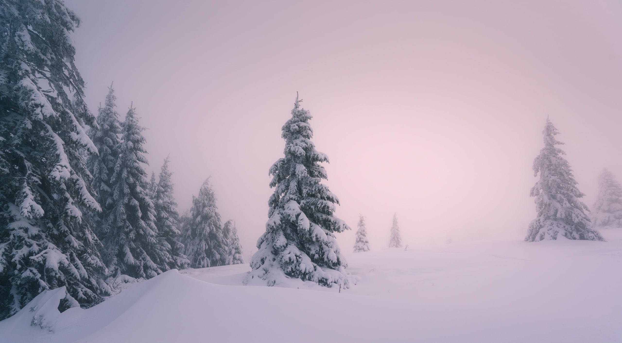 Vosges, firtree, Trees, 16/9, nikon, CoveredSky, Seasons, 2K, Winter, D810, France, Lightroom, 18-35mm, Landscape, nice, Snow, Nature, Scenery, mountainpeak, HD Wallpaper