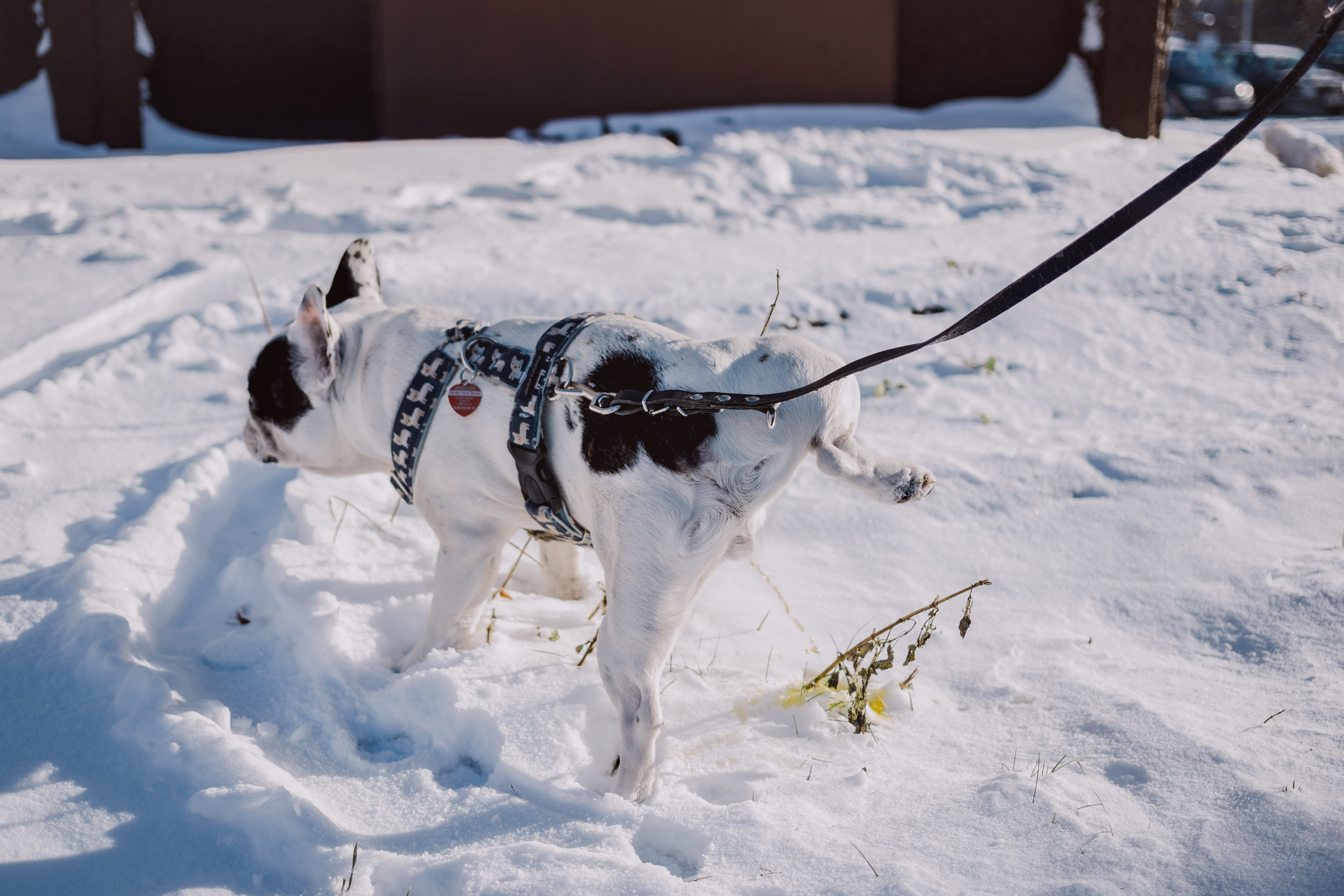 weather, field, season, short, frost, animal themes, cold temperature, snow, coated, scenic, jack russell terrier, cool, mammal, frosty, nature, winter, HD Wallpaper