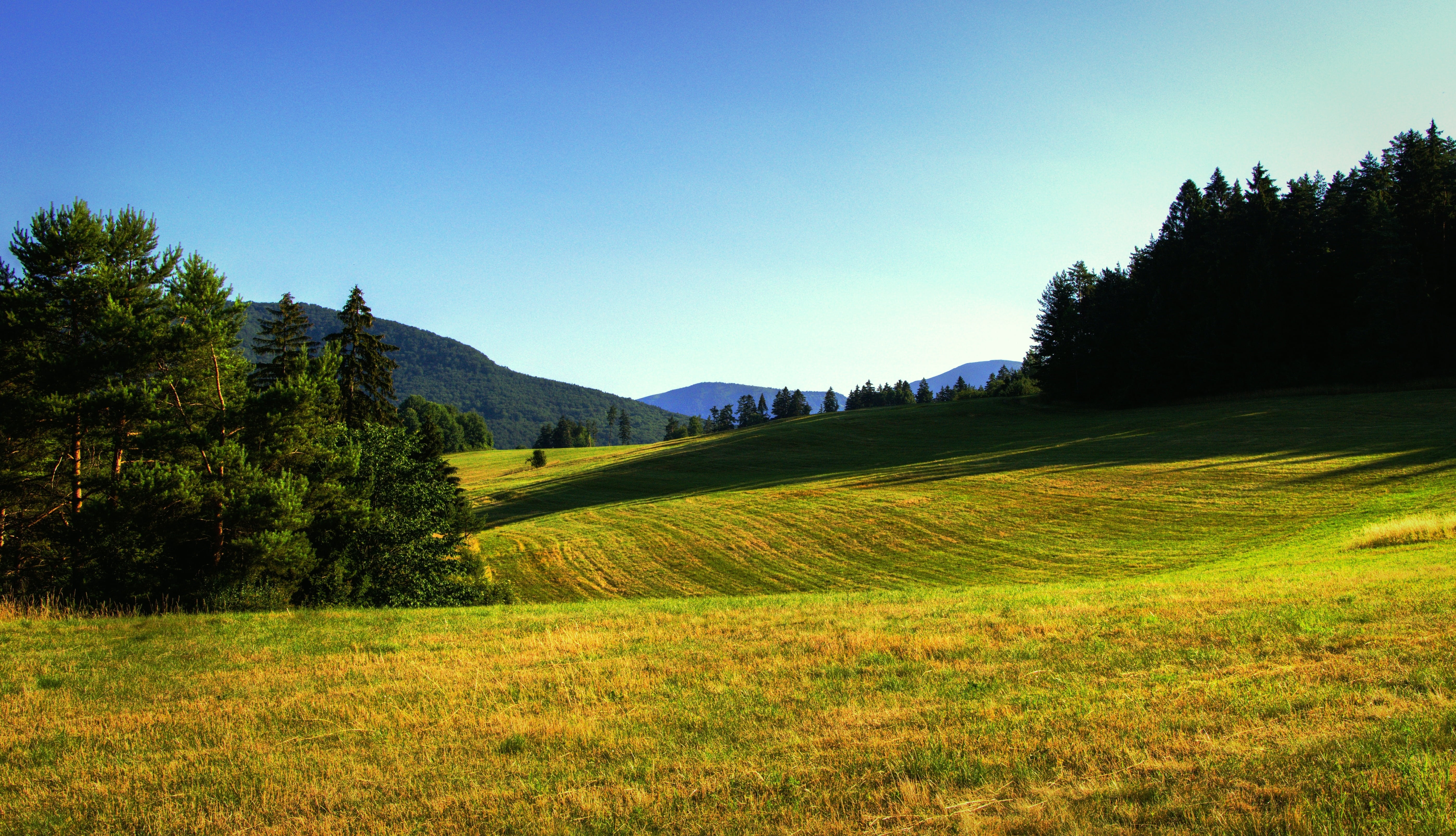 surrounded, no people, forest, land, pine, hill, meadow, scenics, landscape, non-urban scene, environment, blue, european Alps, pine woodland, rural Scene, HD Wallpaper