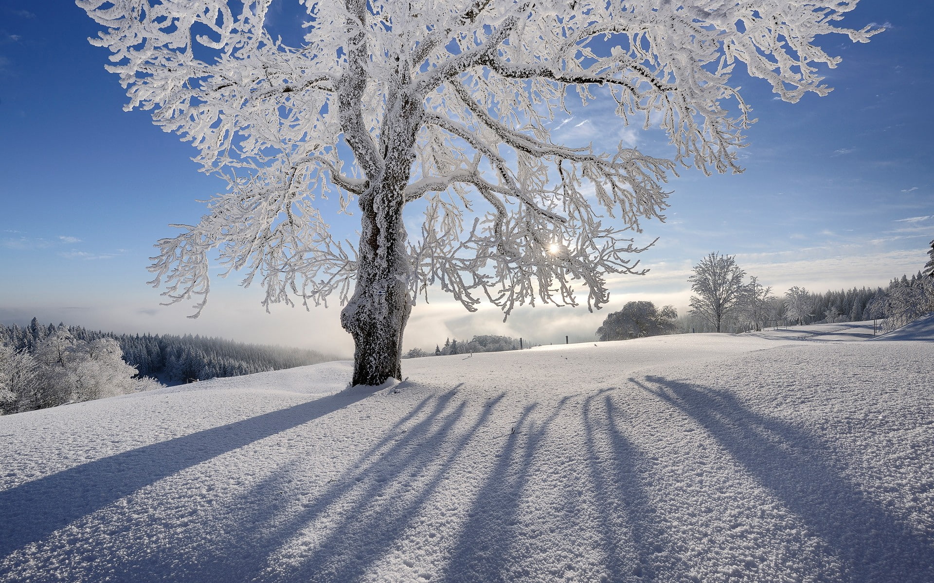 snow, hd, winter, sunlight, 1080P, frozen, nature, tree, frost, HD Wallpaper