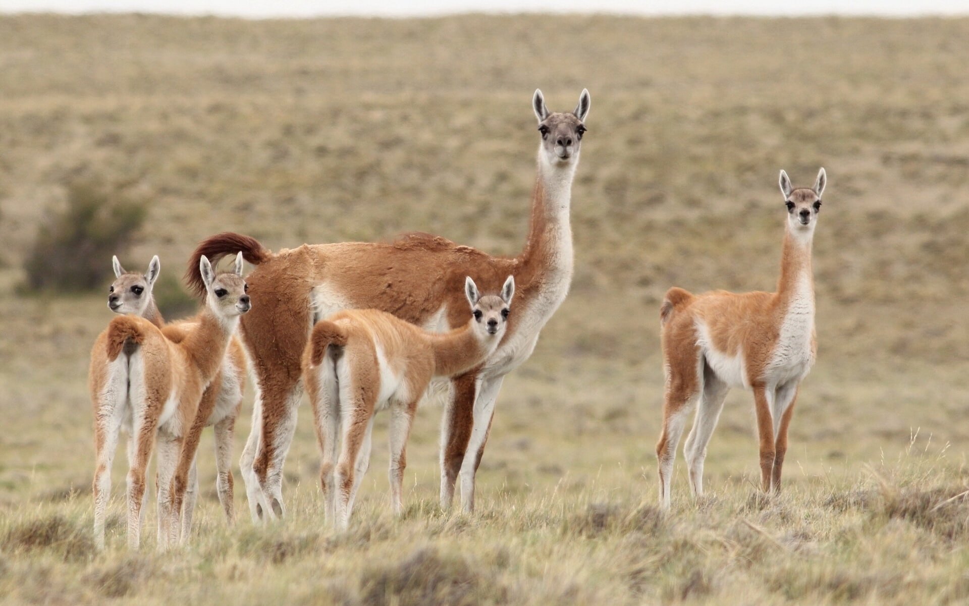 1080P, Lama, family, the steppe, Guanaco, HD Wallpaper