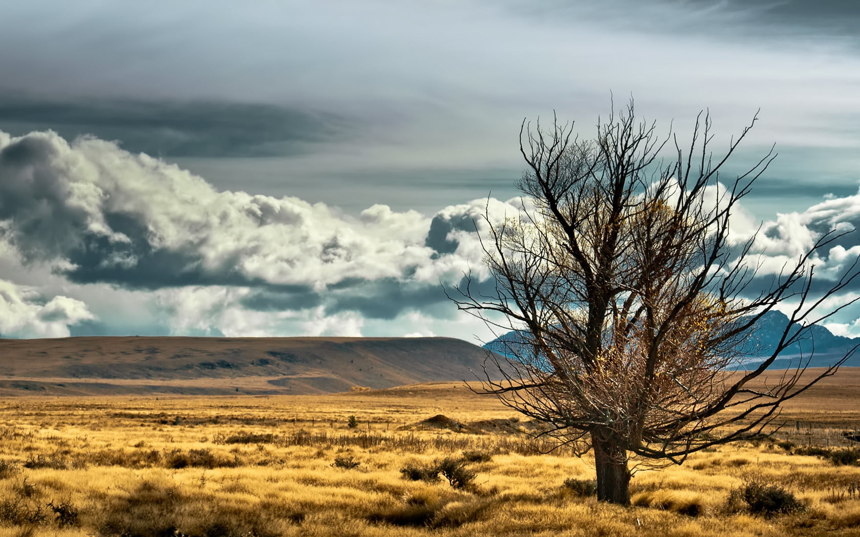 plant, wilderness Area, day, brown, landscape, new Mexico, barren, 720P, tranquility, no People, environment, meadow, arid Climate, tranquil Scene, cloud - Sky, HD Wallpaper