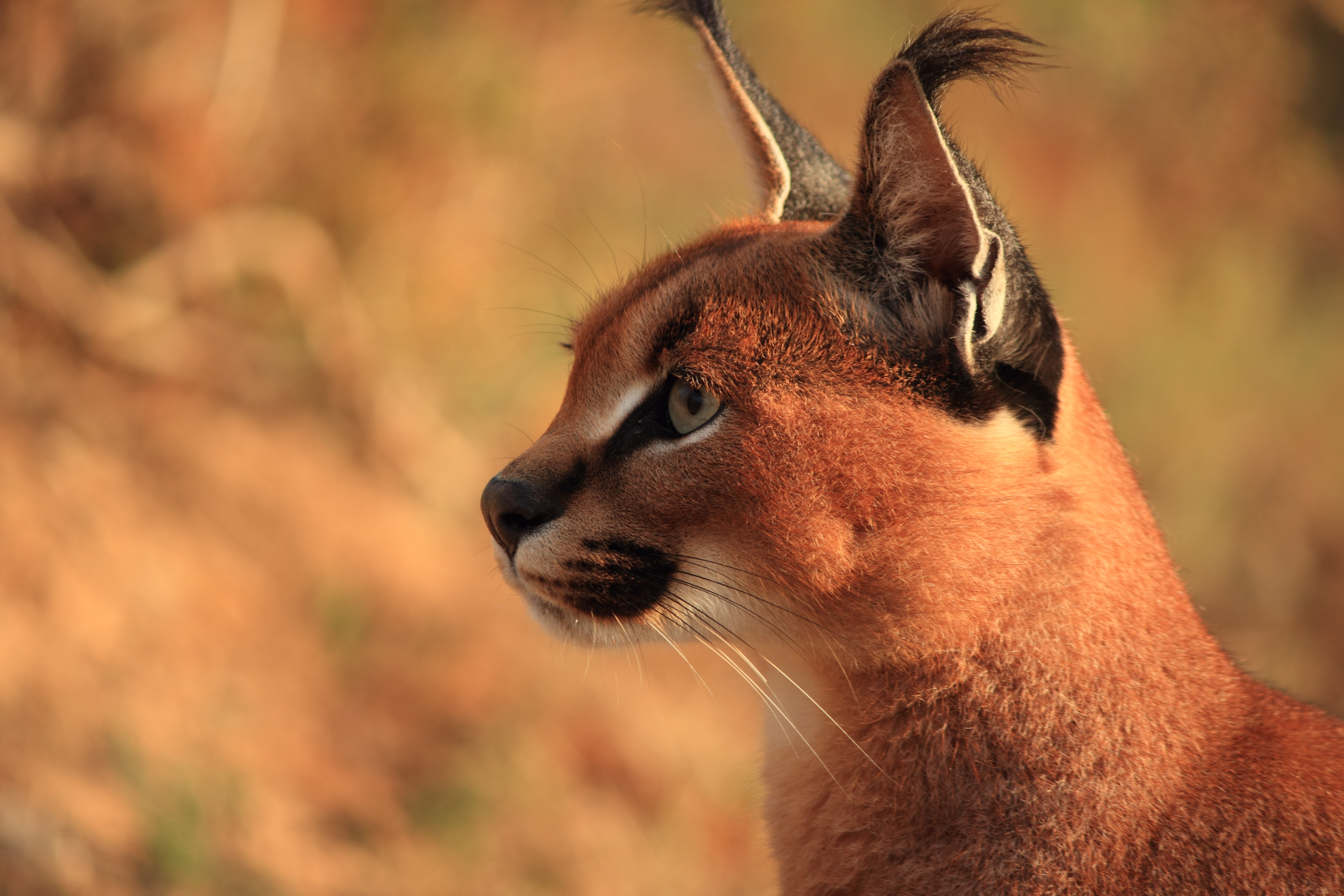 brush, steppe lynx, ears, predator, face, Caracal, 5K, HD Wallpaper